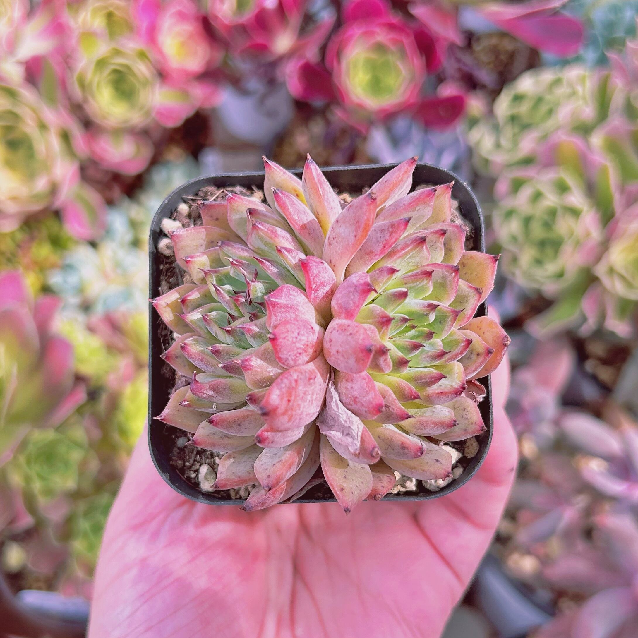 #844現物　多肉植物　新品種　琵琶　抜き苗