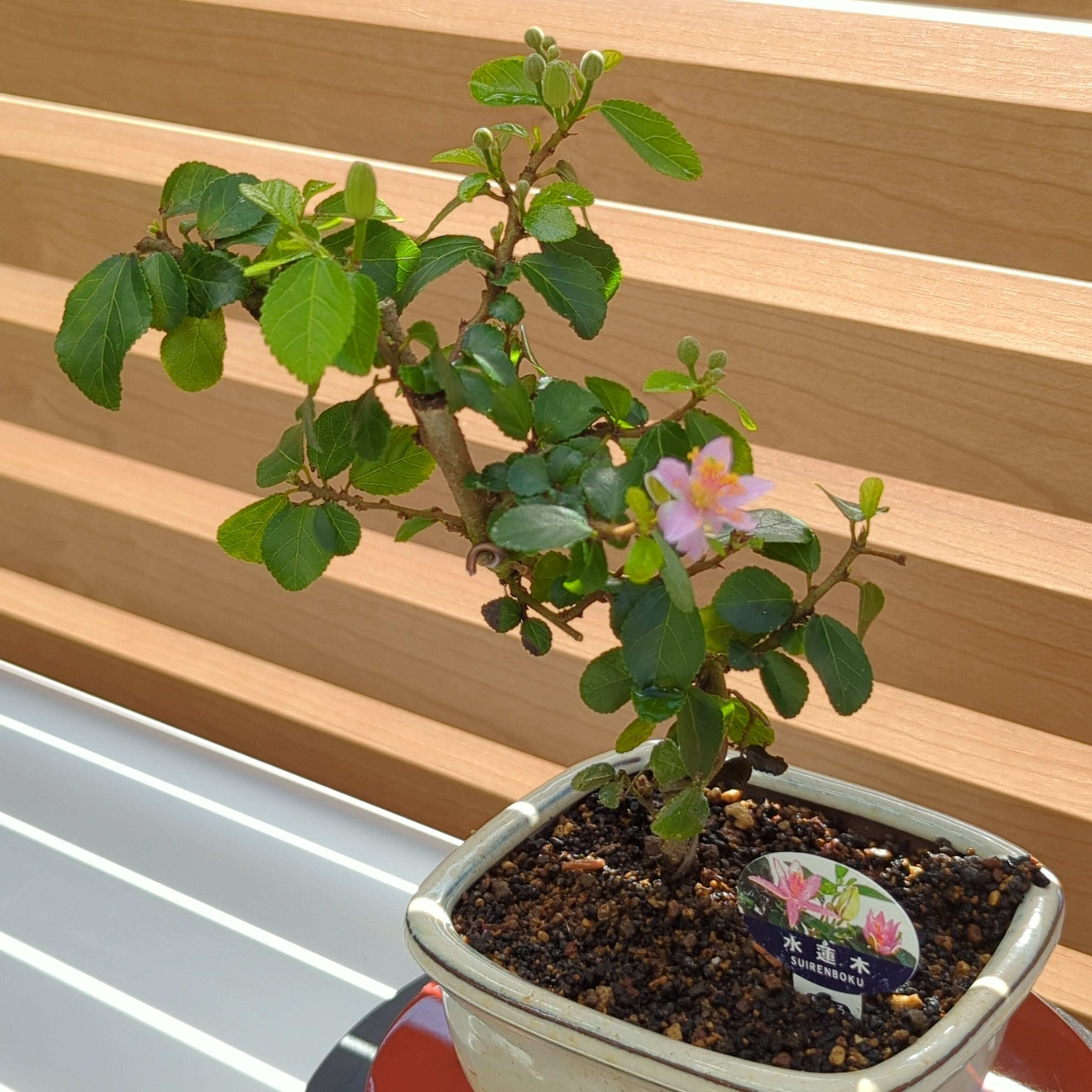 水蓮木 ミニ盆栽 陶器鉢 | BRIDGE GARDEN