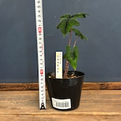 アロカシア ジャックリン【257】