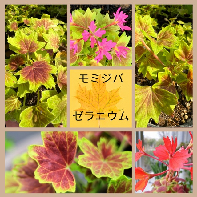 モミジバゼラニウム 花色：赤・ピンクのセット（3号）もみじ葉 変わり咲き　星咲き　カラーリーフ　寄せ植え　天竺葵