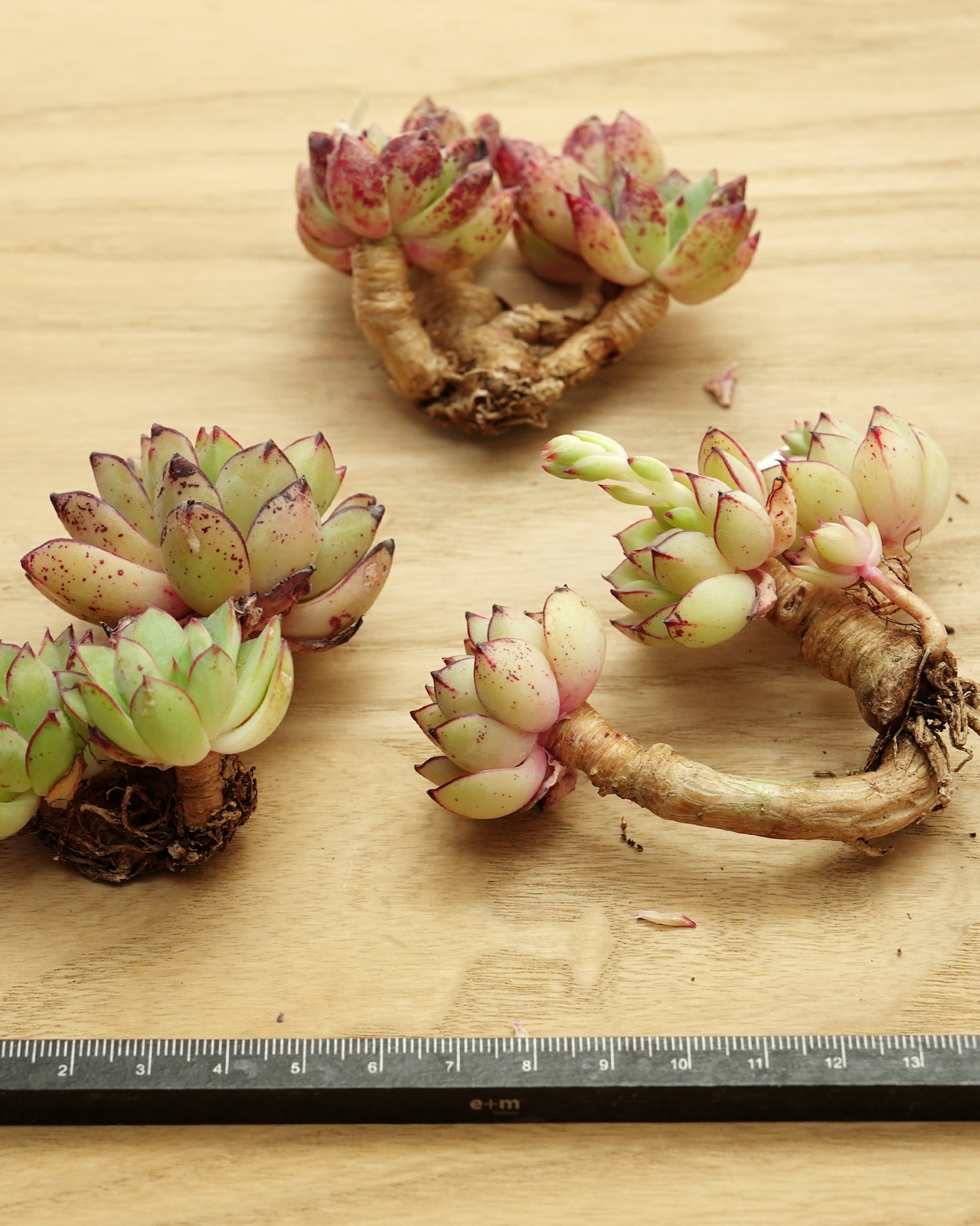 カット苗 シンデレラ 【日本初上陸？！】 Echeveria 'Cinderella'