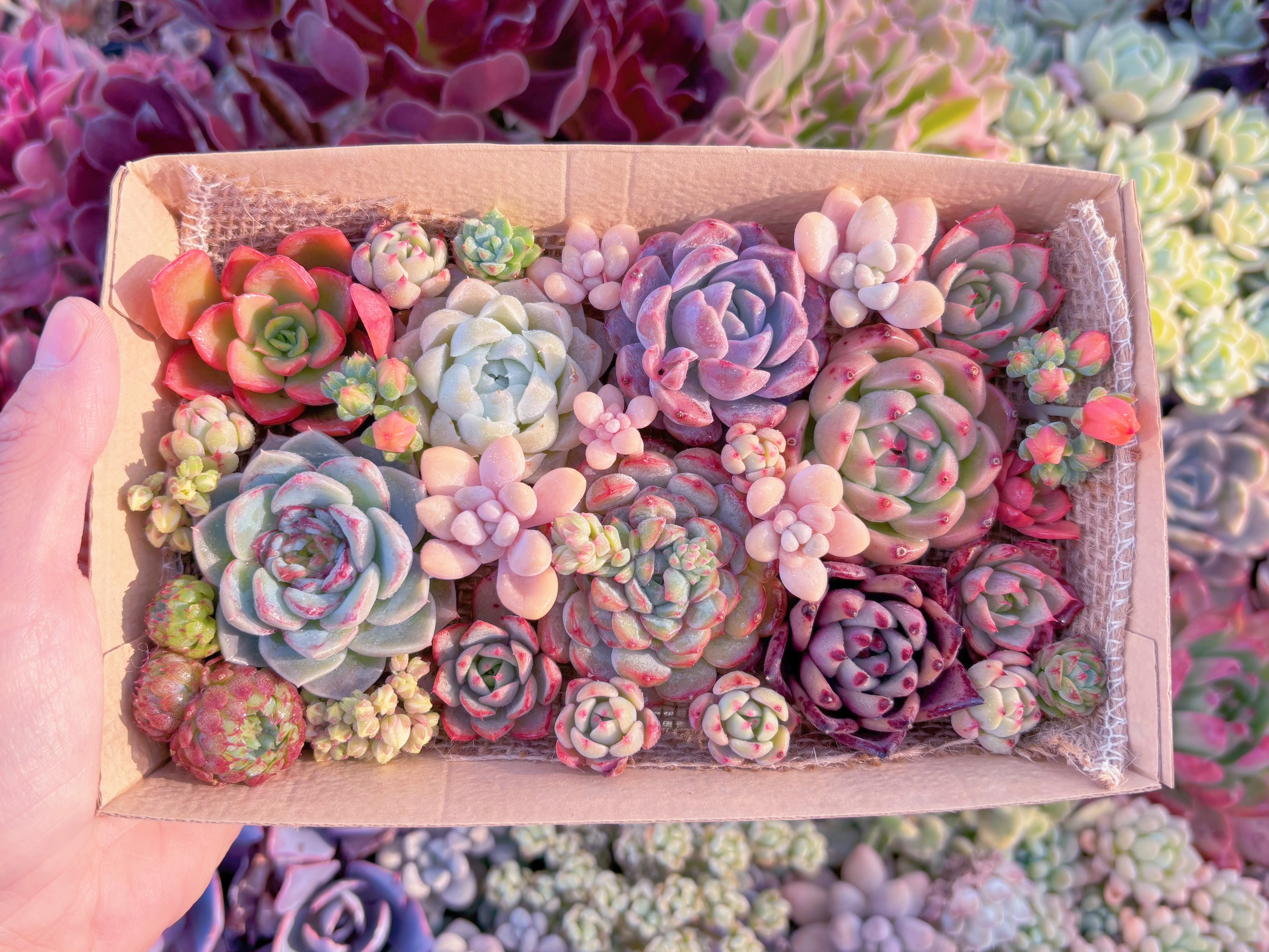 現品　寄せ植えセット#532　12cmx20cm　るる農園