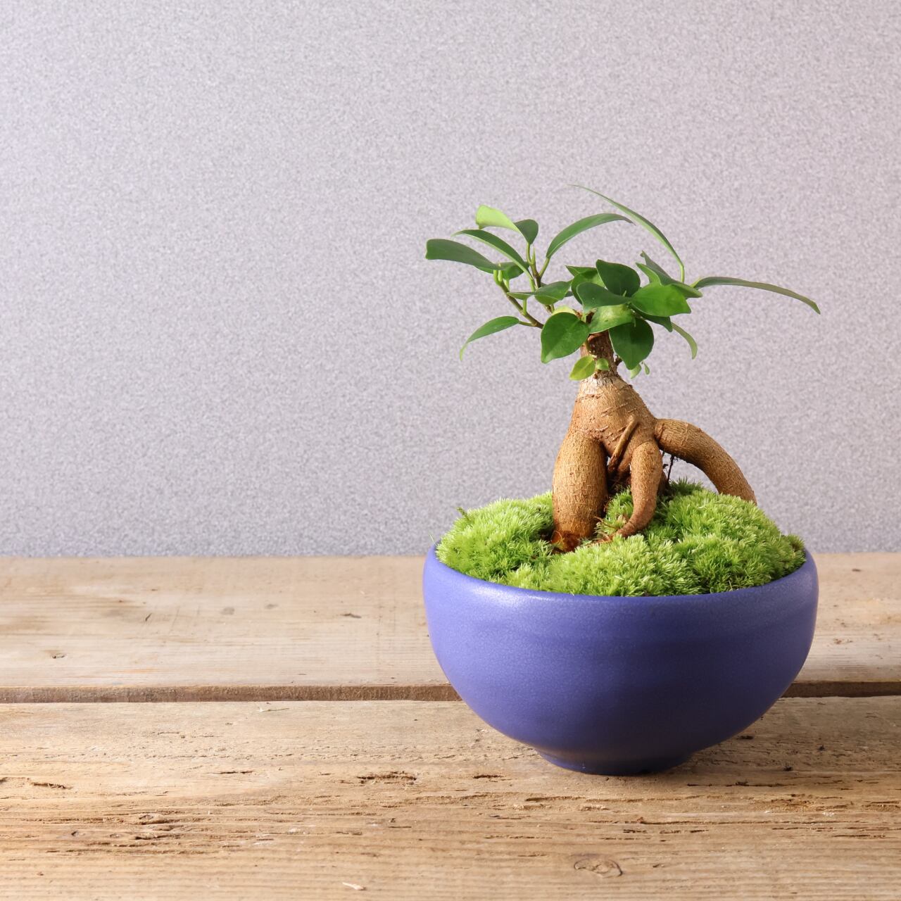 406 小さな幸せを宿す『ガジュマル 盆栽風』観葉植物 【送料無料