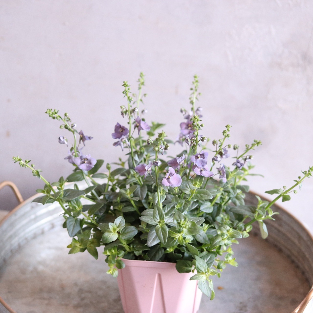 ディアスシアダンス　デニム　ブルーカラーのお花　宿根草　新色　センスアップ　シャビーシックにオススメ