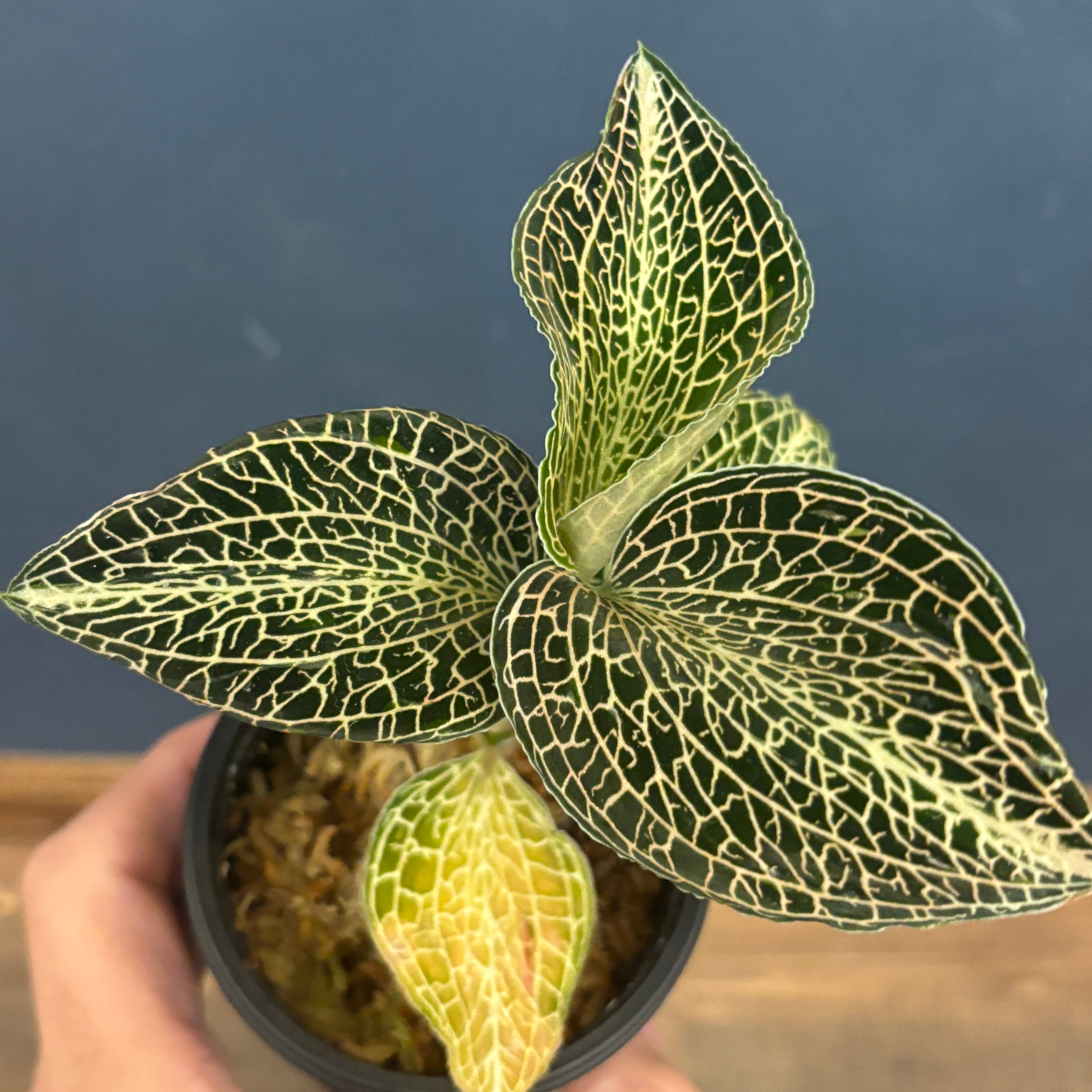 ジュエルオーキッド アネクトキルス hybrid【1049】