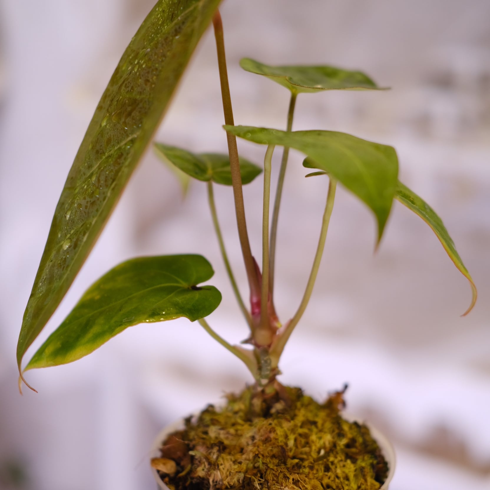 Anthurium Ace of Spade × Anthurium Zara × Michelle│アンスリウム