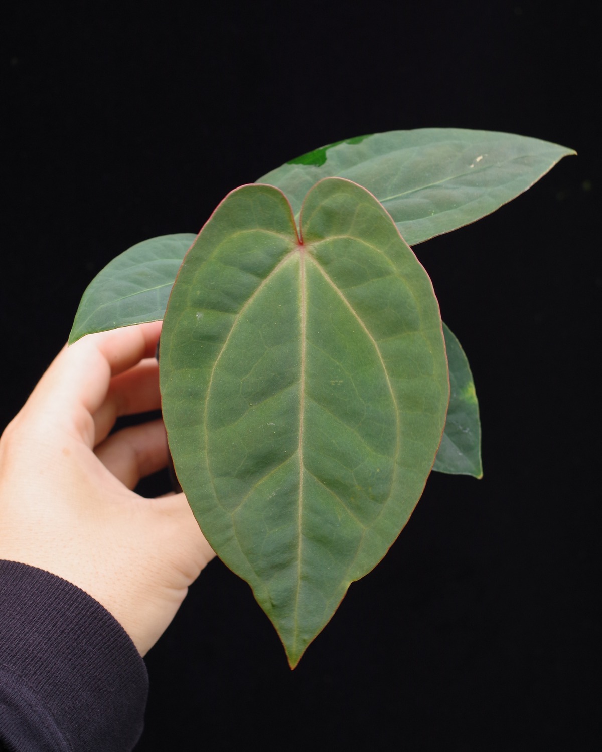 Anthurium (