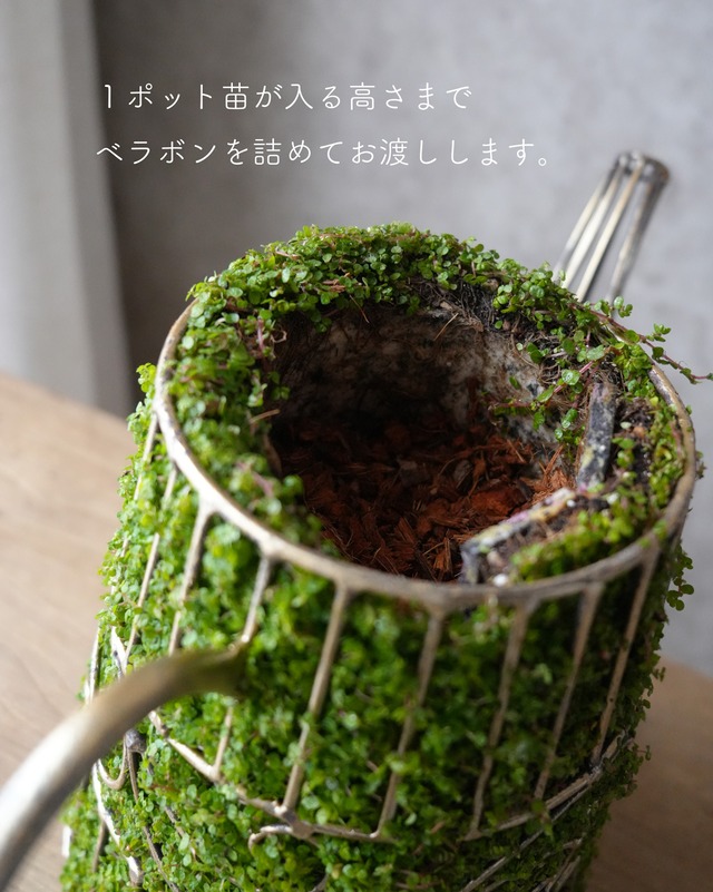 【お好きな苗を植えられる】ベビーティアーズティーポット