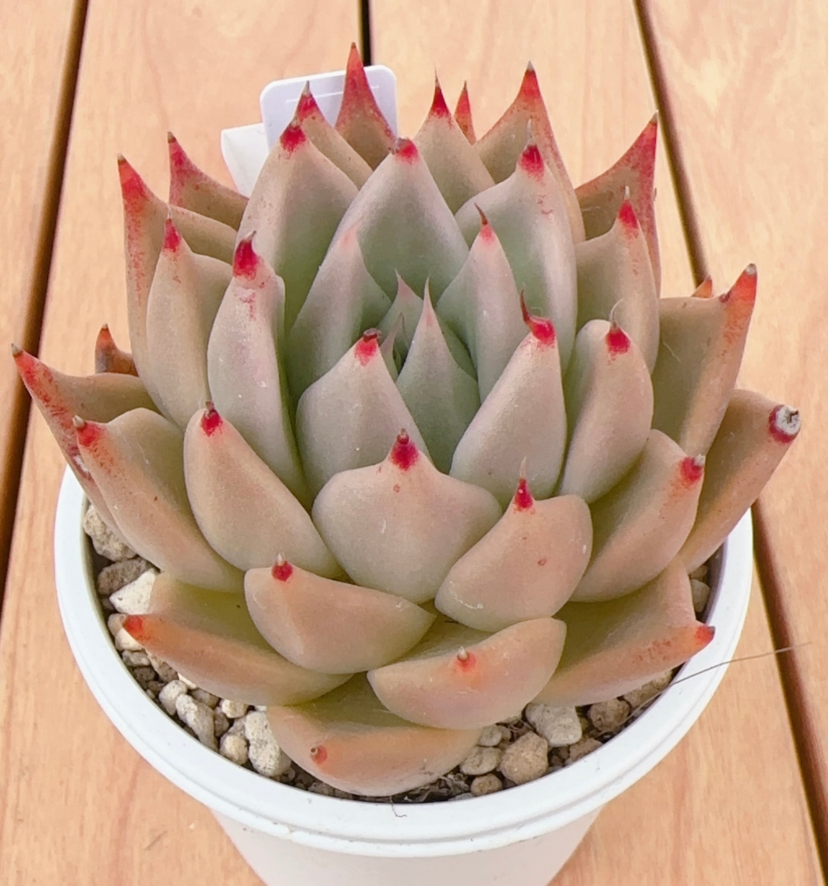 寄せ植え苗ランダム10個セット | 倉敷多肉工房