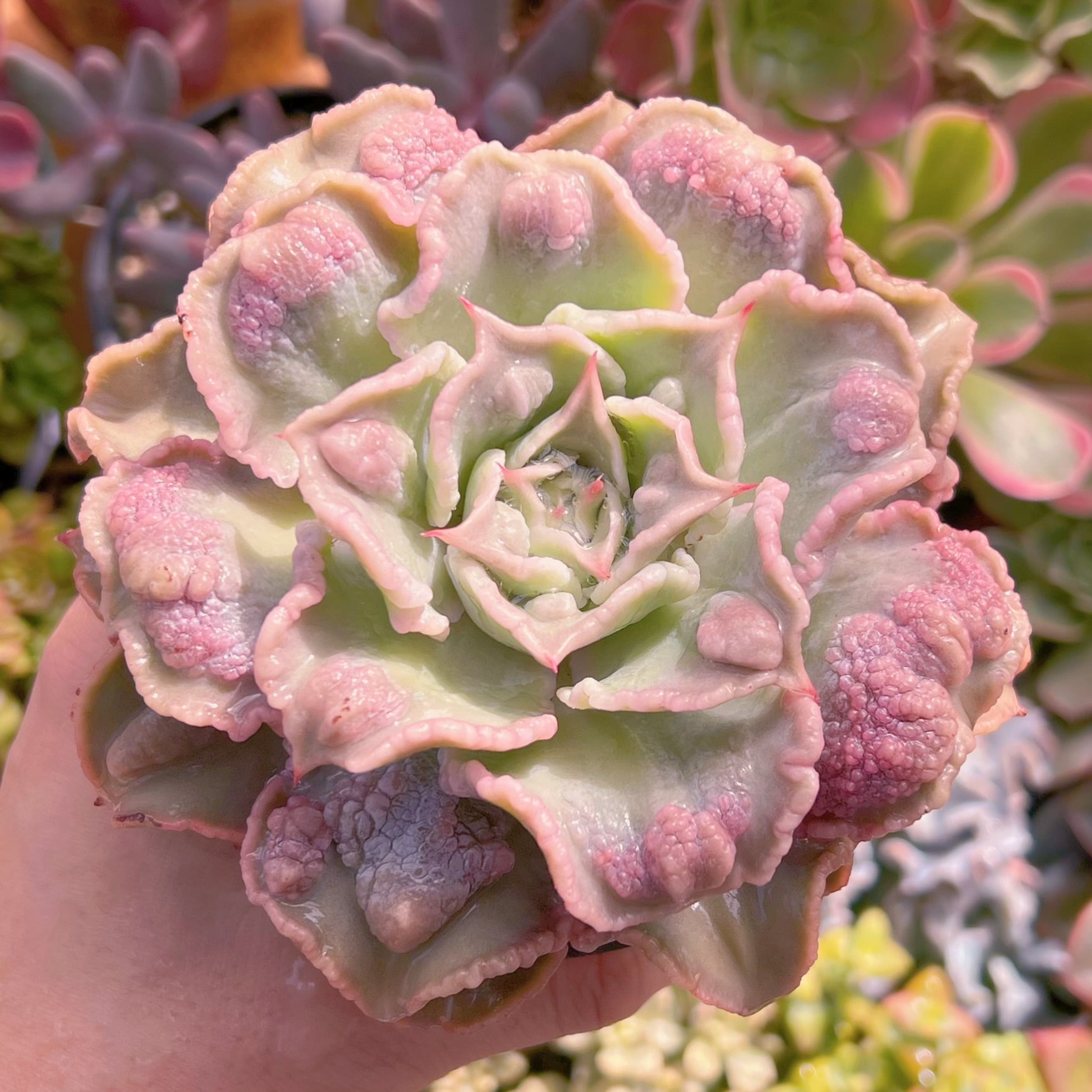 現品　コブマディバ#653　新入荷