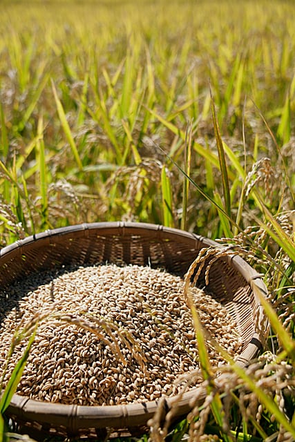 令和7年産 栃木県産とちぎの星30kg玄米 | 相馬屋オンラインストア