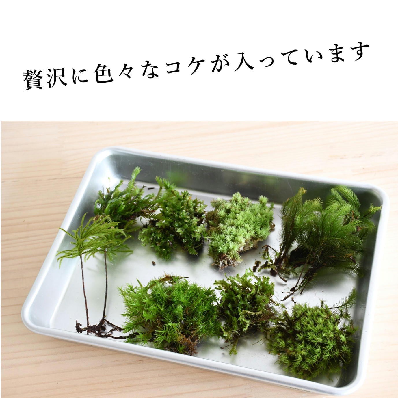 teru3　コケ各種8パレット　他ヒノキゴケL、2パック teru3 コケ各種8パレット 他ヒノキゴケL、2パック Amazon.co.jp