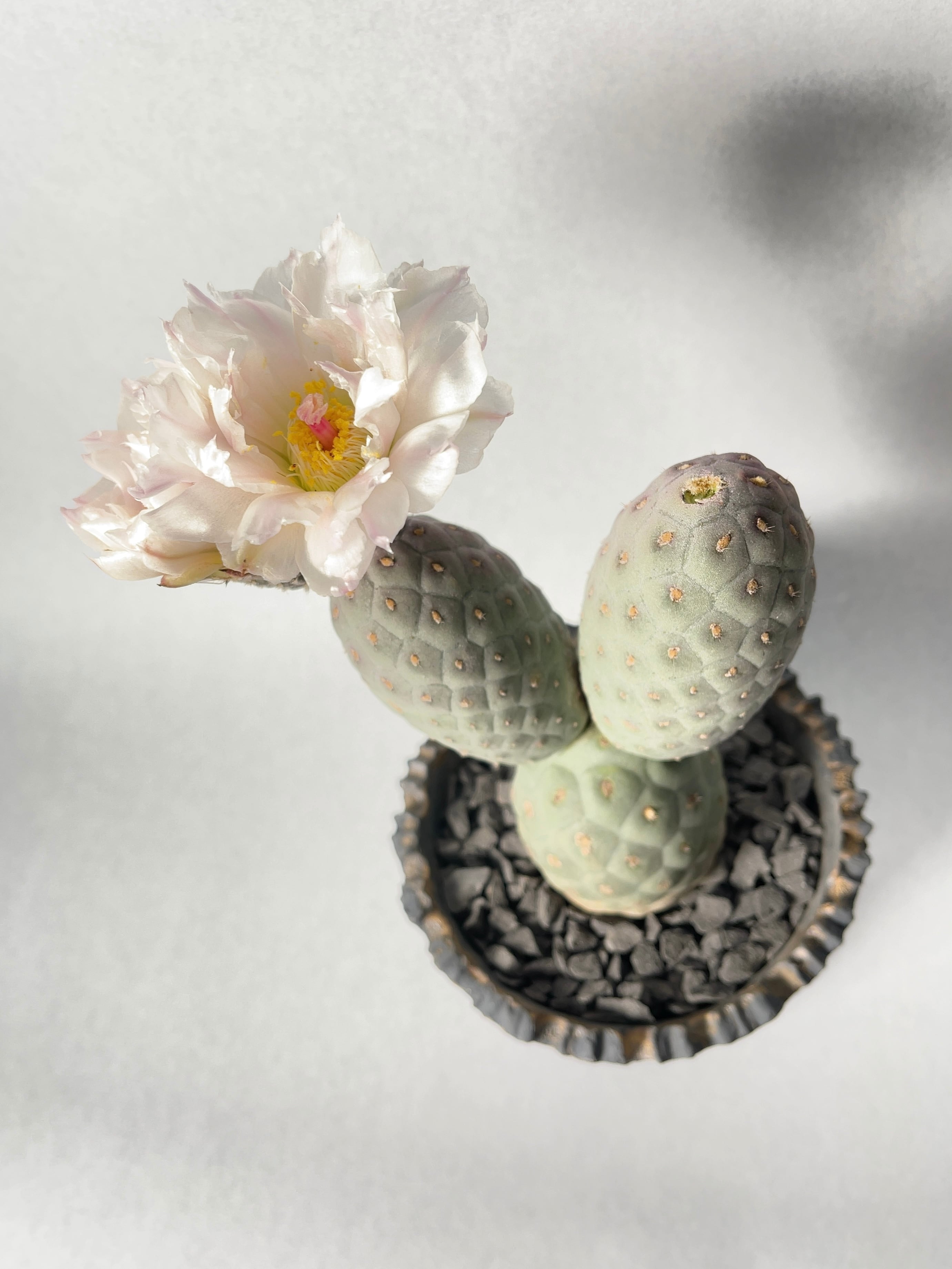 ゲオメトリクスTephrocactus articulatus 綴化 サボテン