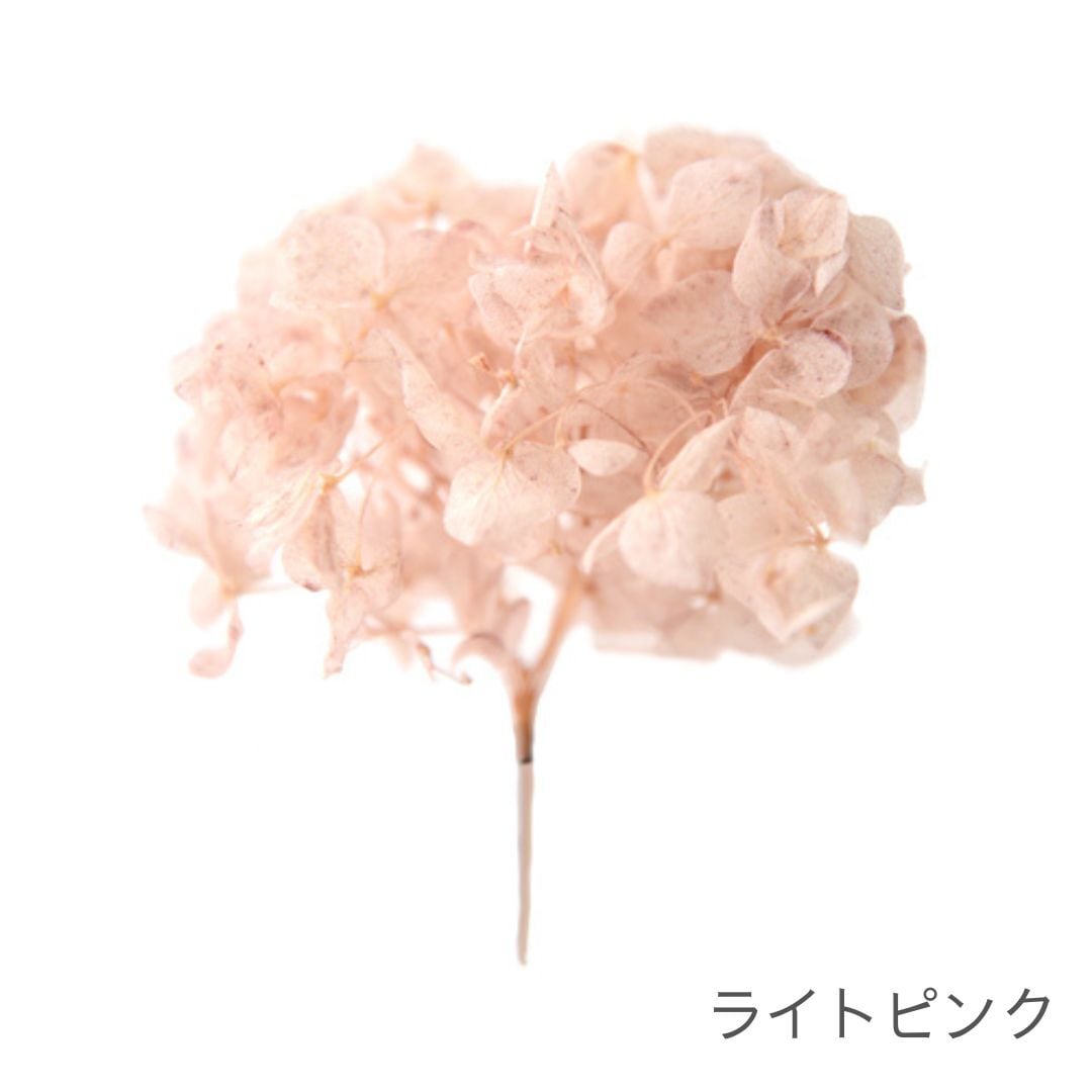 アナベル SP | ＋FLOWER・プラスフラワー・プリザーブドフラワーの