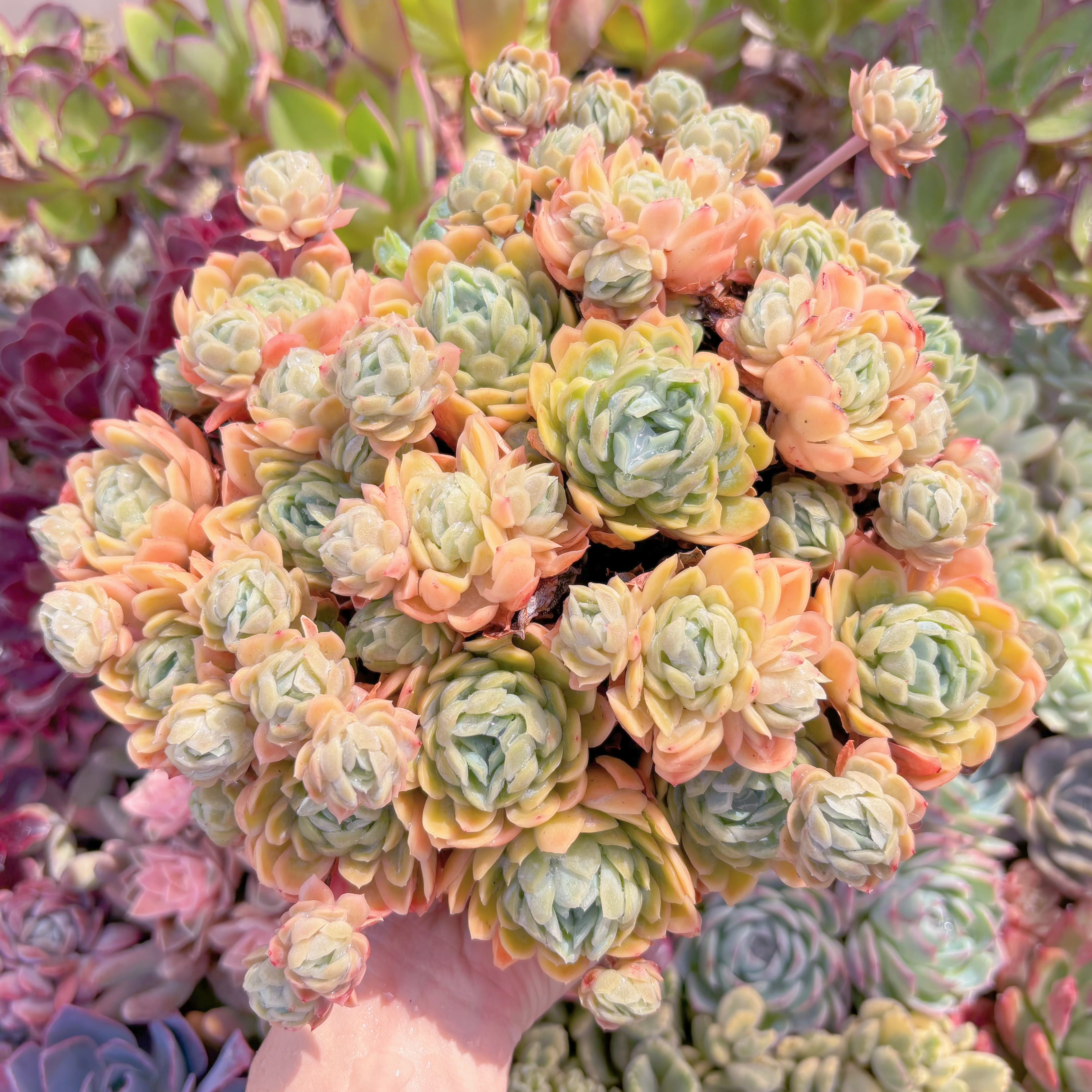 現品　クィーンローズ覆輪錦#554　特大群生　新入荷