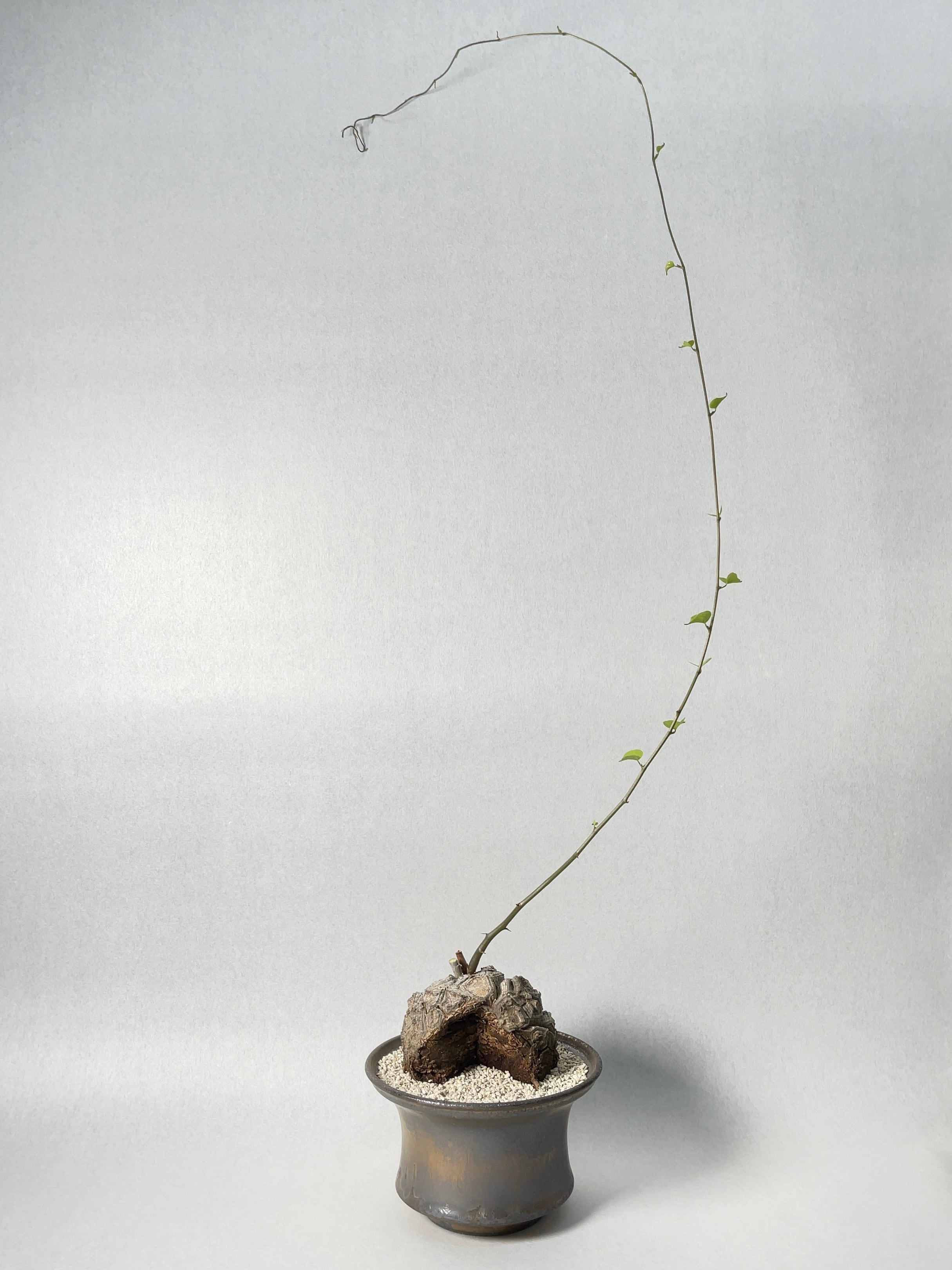 ディオスコレア・亀甲竜 | trigger