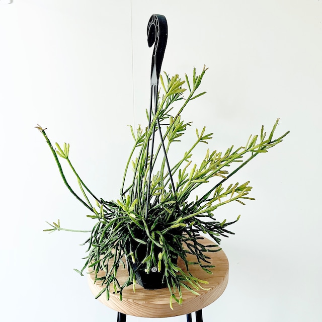 森のカーテン リプサリス エワルディアナ 観葉植物 calm cafe