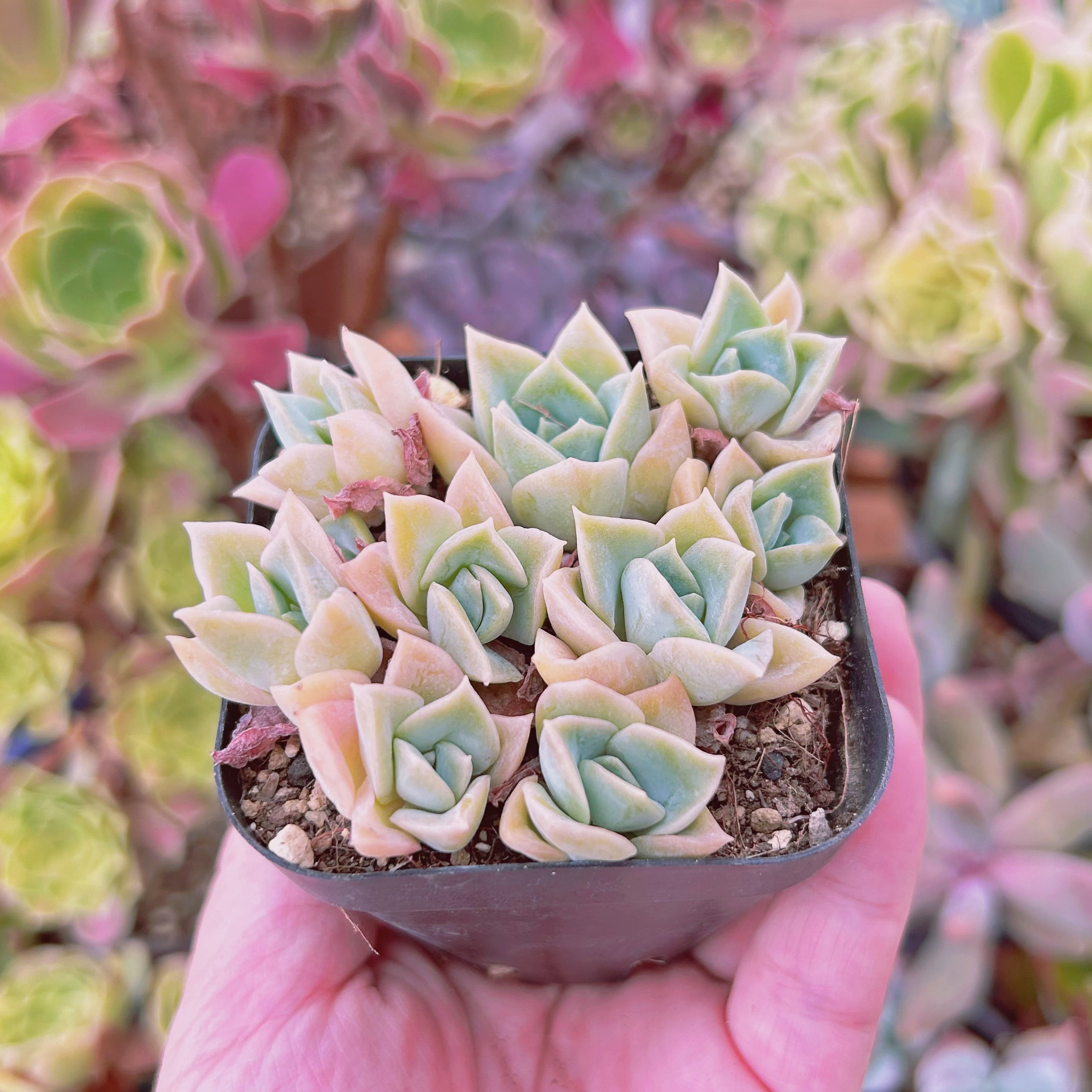 l綾鷹様確認用②★多肉植物★ラブリーローズ★鉢全て★抜き苗★ ruruplant-store_2025102