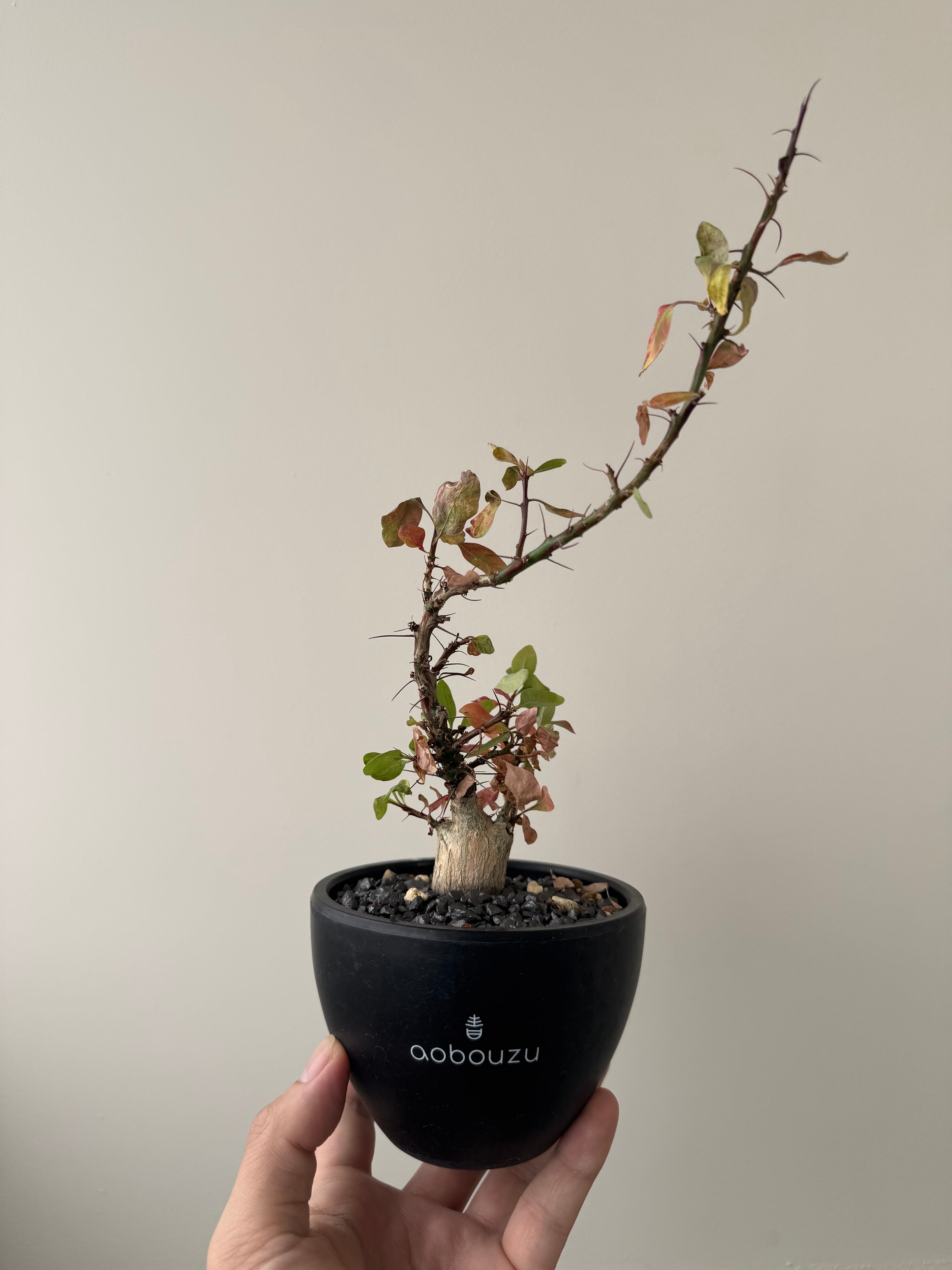 【新着】Fouquieria fasciculata 【激レア塊根・ぷっくり選抜実生株】フォークイエリア ファシクラータ