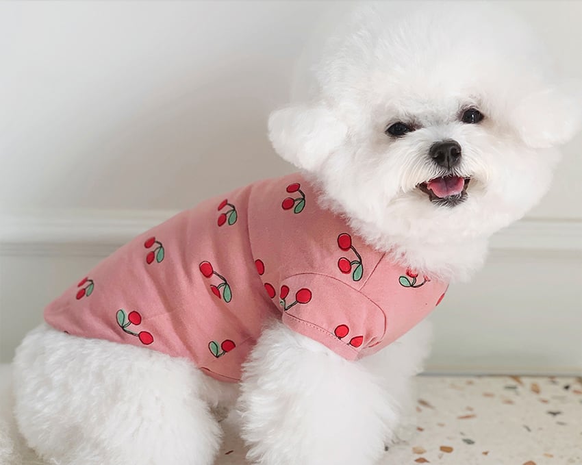 【SALE】cherry cherry t-shirt XS ~ XL 3color  /  犬服 春夏 新作 ドッグウェア シンプル 犬 服 トップス 小型犬 中型犬 ワンコ服