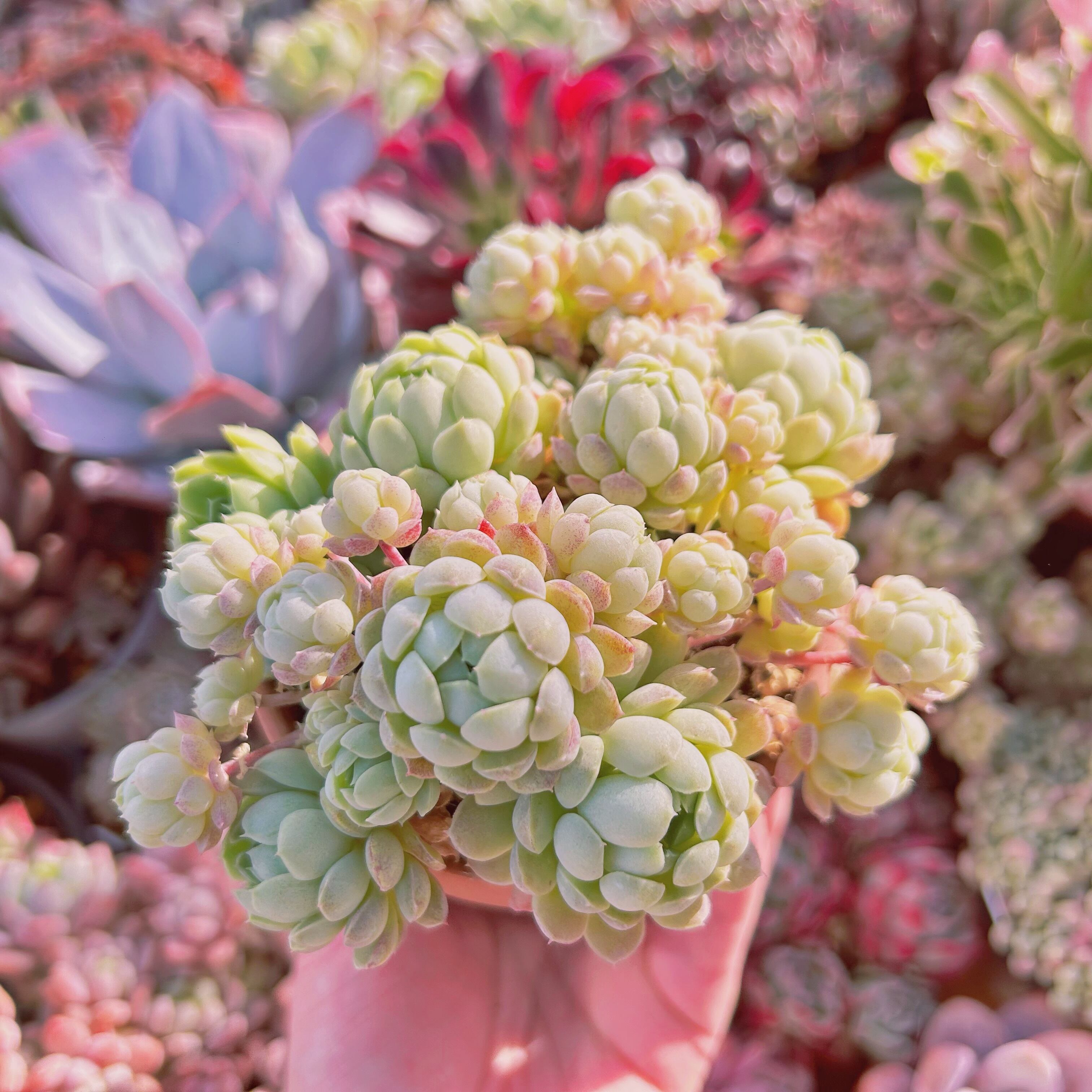 #318現物　多肉植物　ハチミツボール　特大　抜き苗