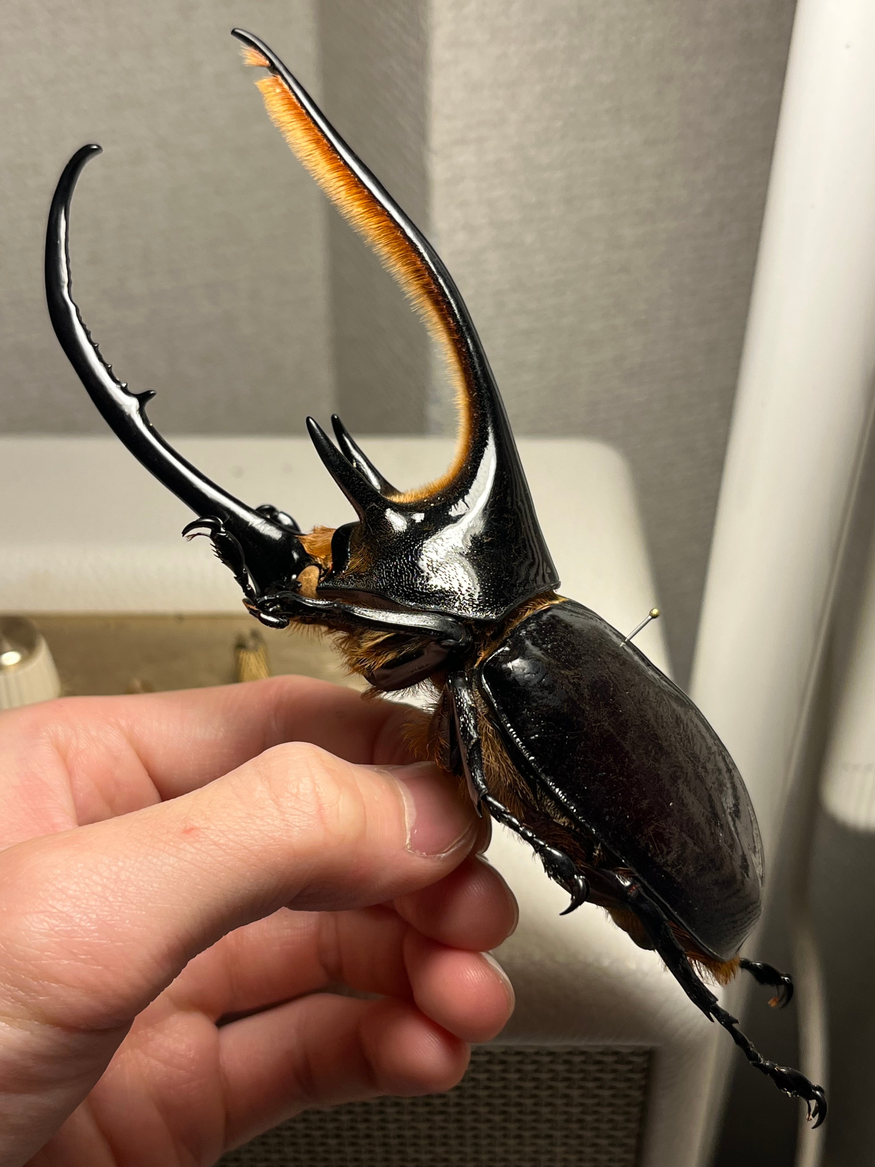 140mm】ネプチューンオオカブト 標本 Dynastes neptunus ♂ヘラクレス