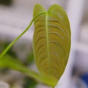 アンスリウム・ベイチー / Anthurium Veitchii / 観葉植物⑭