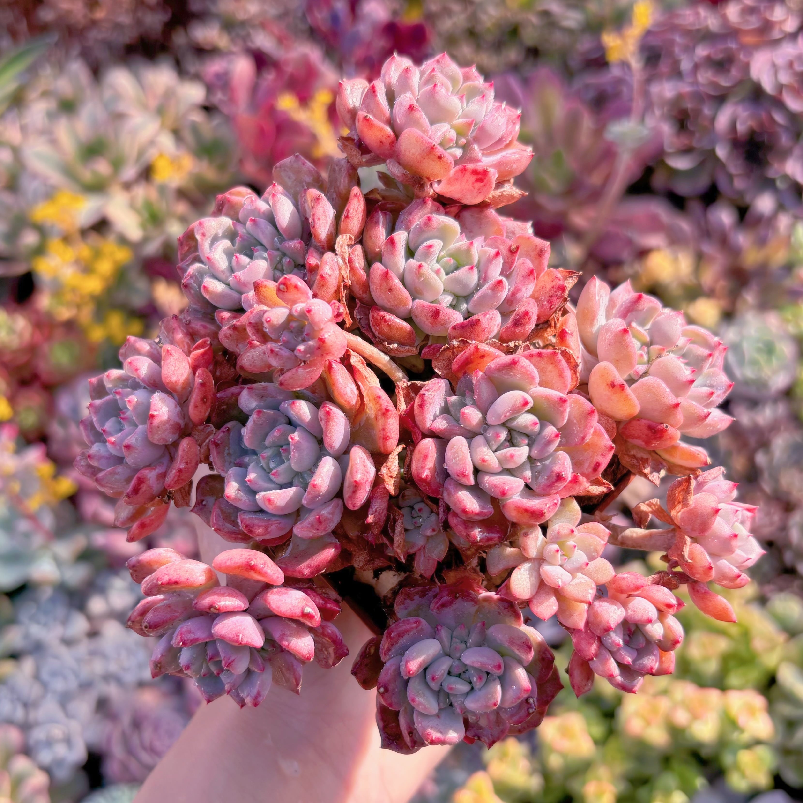 現品　キュートバブル#M219　大群生　新入荷　るる農園