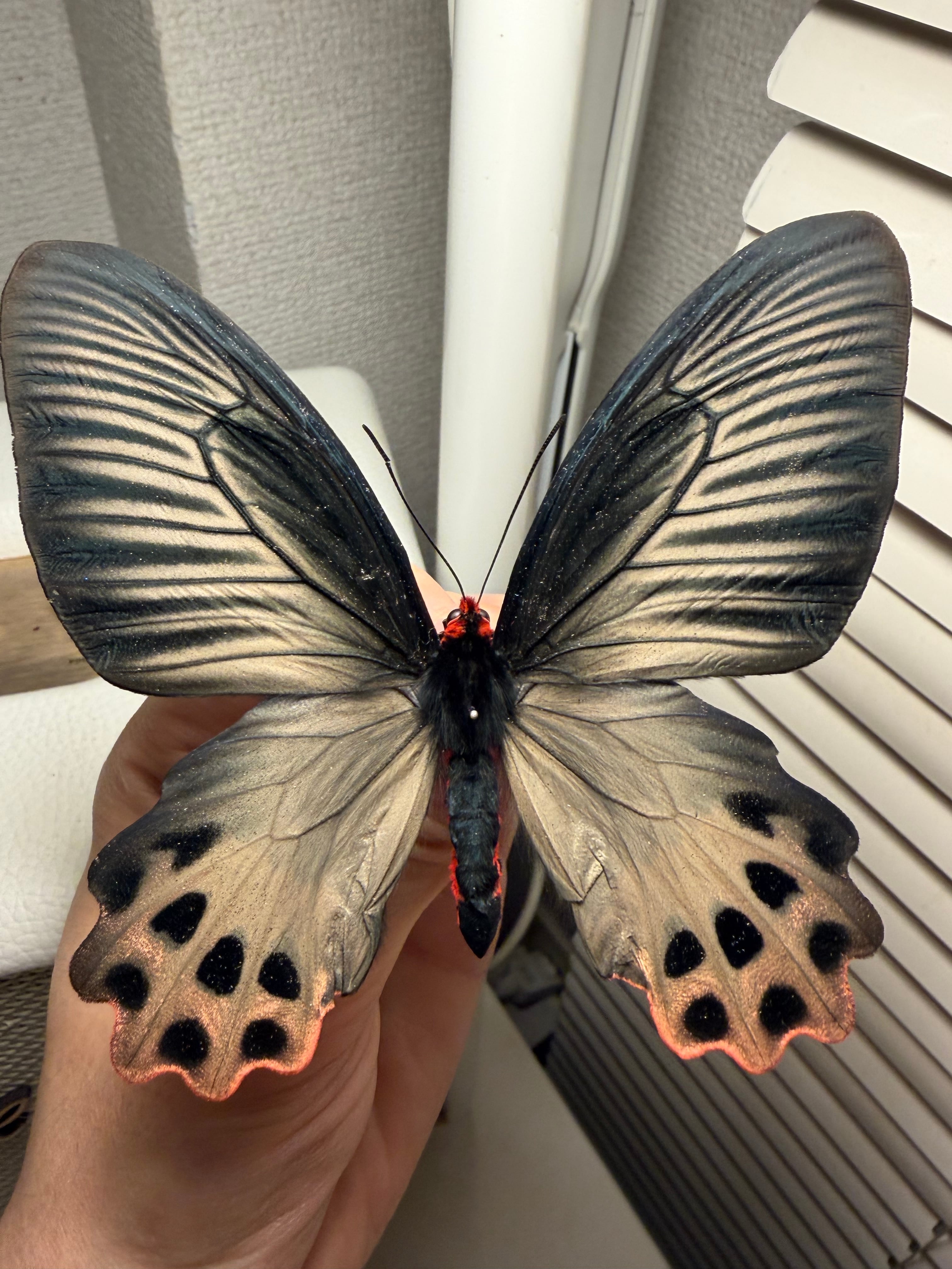 【裏展翅♀】アケボノアゲハ Atrophaneura標本 Papilio 蝶標本 表展翅♀】アケボノアゲハ Atrophaneura horishana 標本 Papilio 蝶