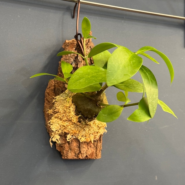 【伊藤蟻】Hydnophytum moseleyanum (SK)【882】 【伊藤蟻】Hydnophytum moseleyanum (SK)【882】