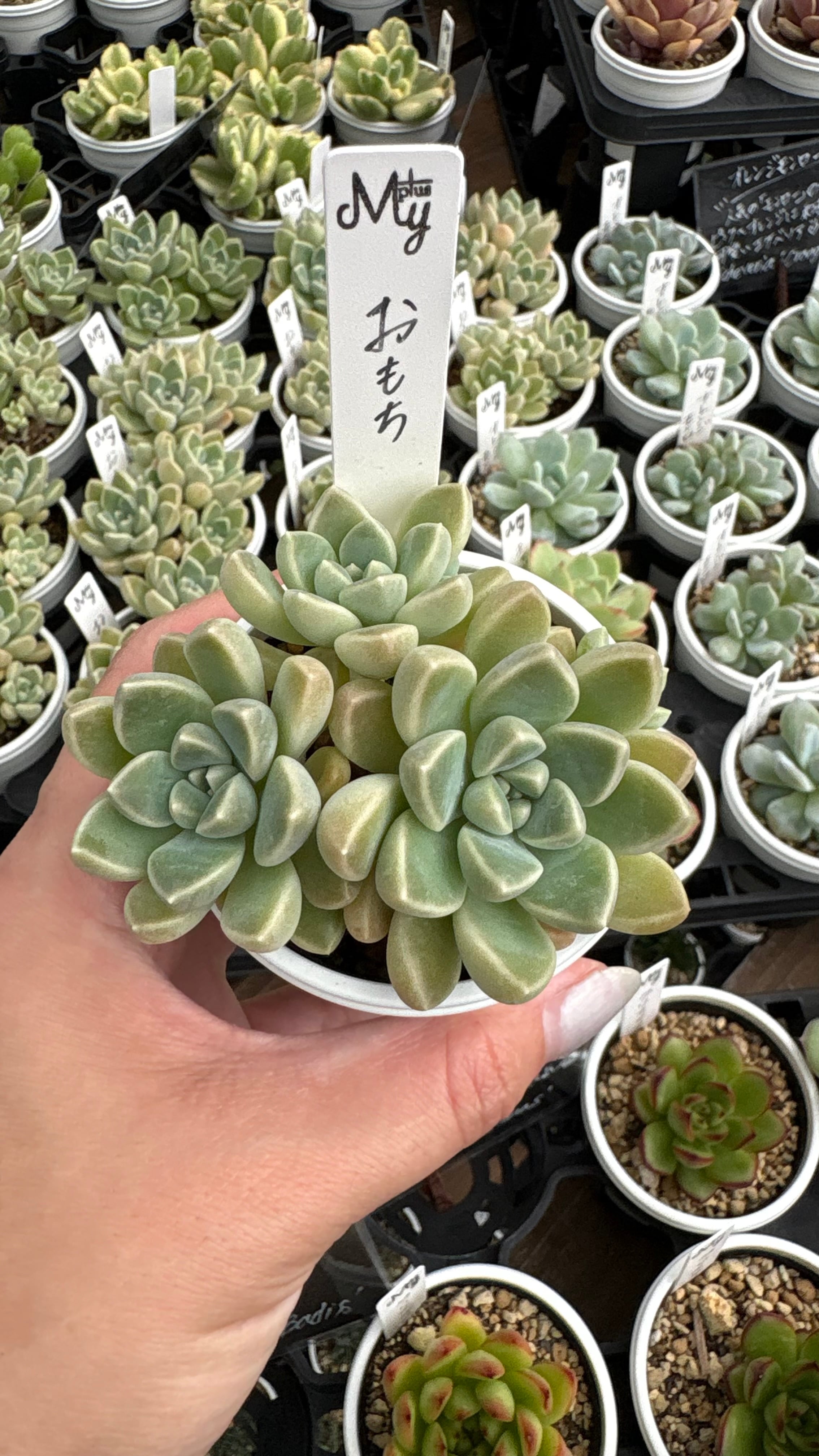 天狗の舞 多肉植物 クラッスラ 安心の生産ポットそのまま販売（8個