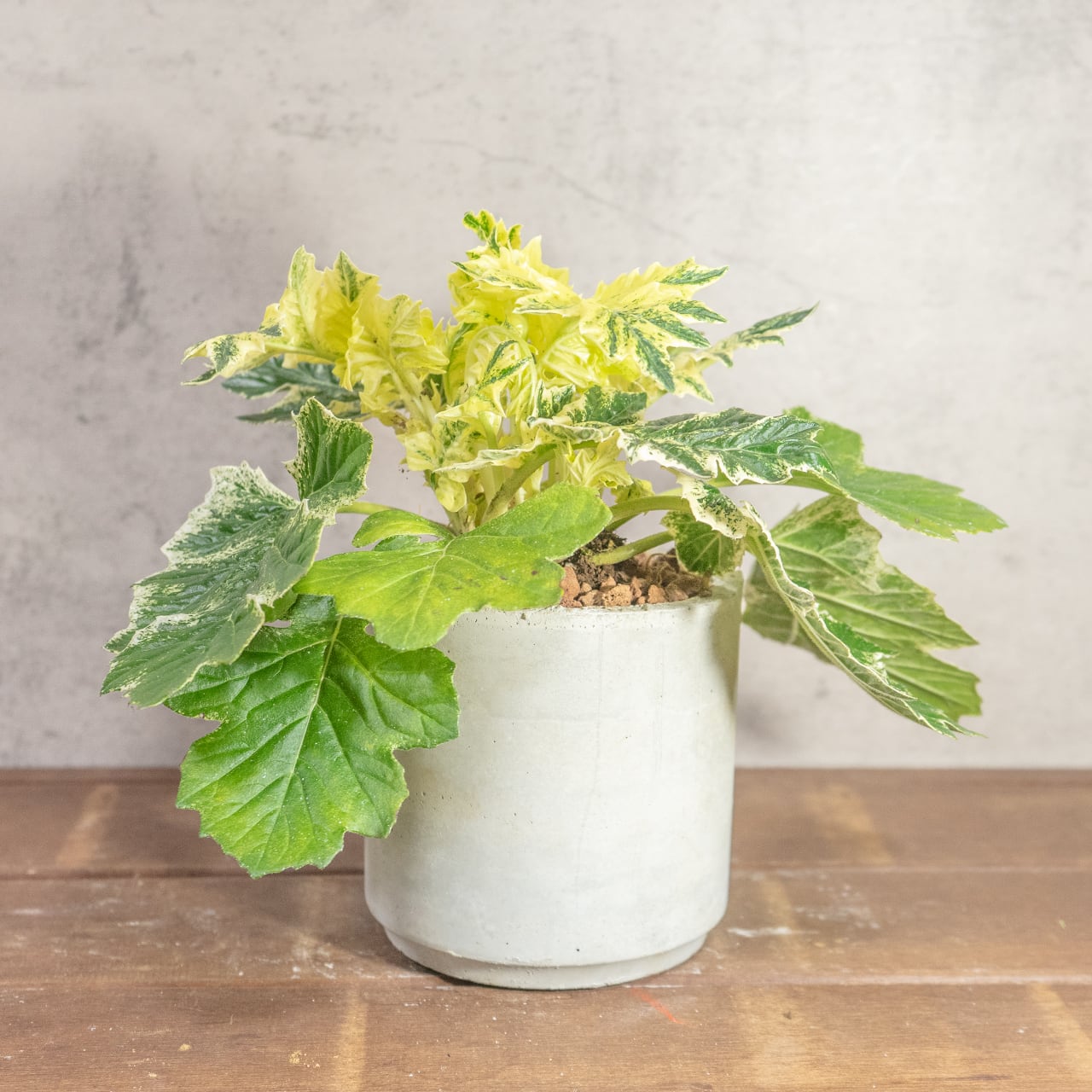 【ゴージャスな斑入り葉】アカンサスモリス・タスマニアエンジェル。無骨な手づくりモルタル鉢とセットで／虫発生抑制／全国一律送料850円