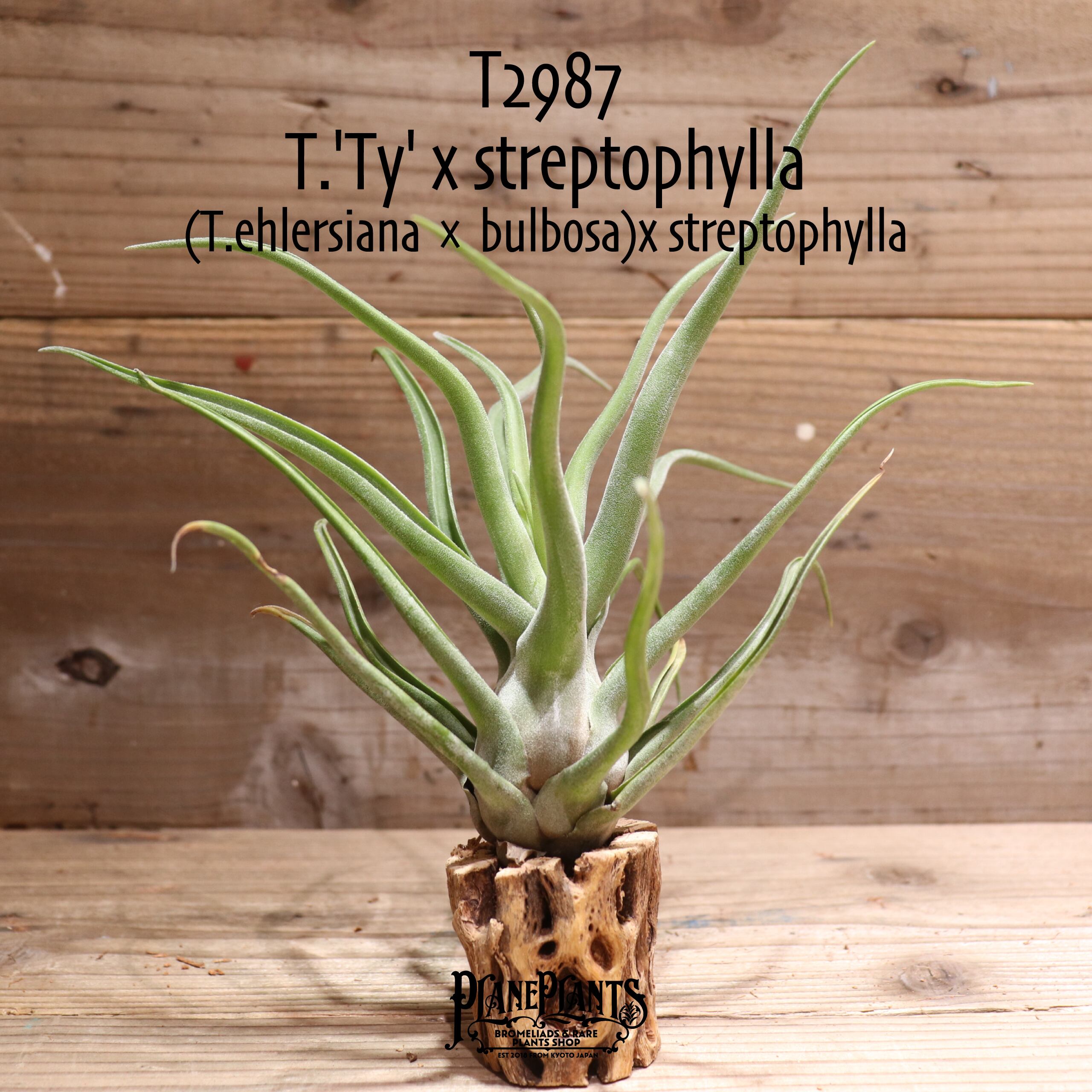 【送料無料】'Ty' x streptophylla〔エアプランツ〕現品発送T2987 | plane plants powered by BASE