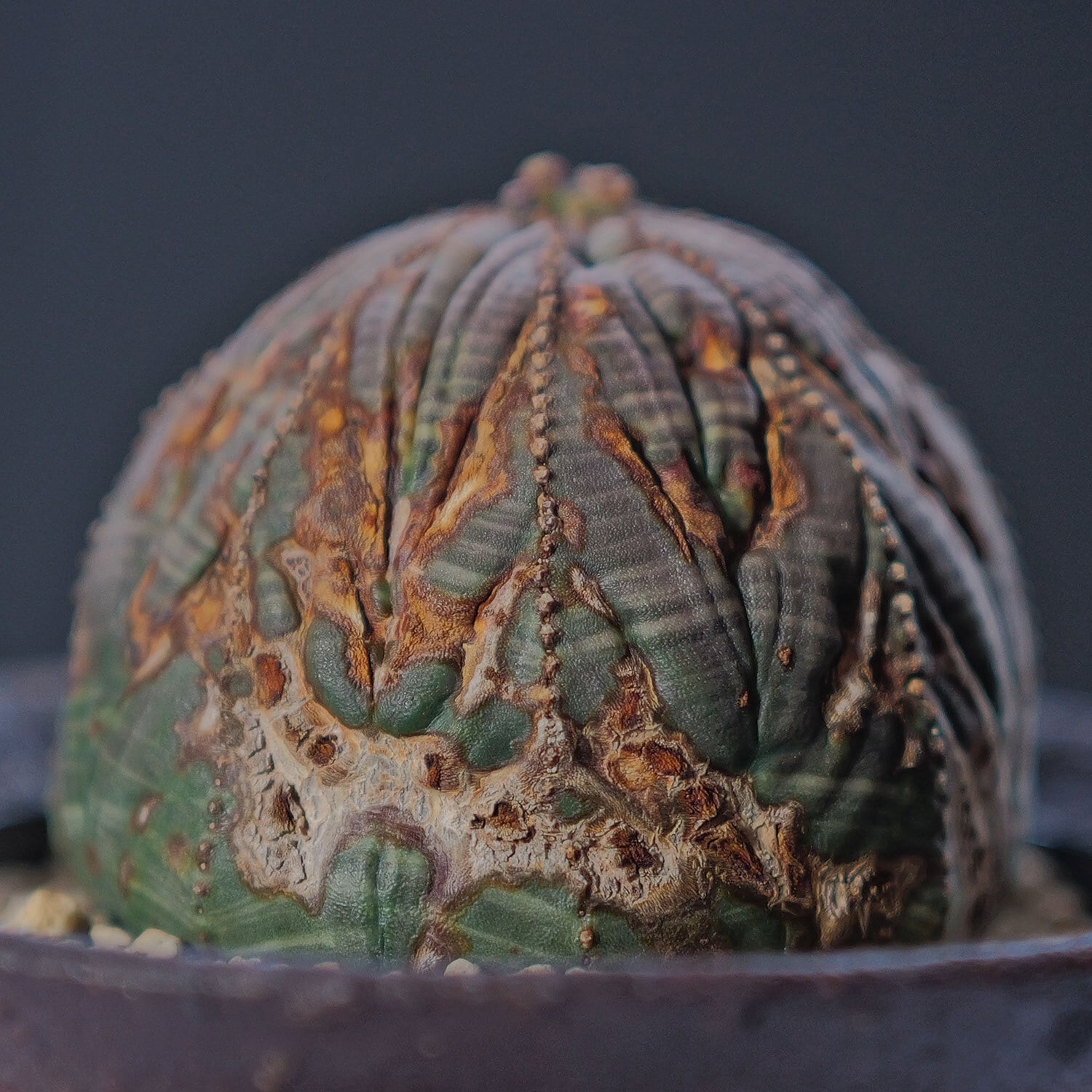 オス株【厳選株】まん丸 ラギット オベサ / ユーフォルビア