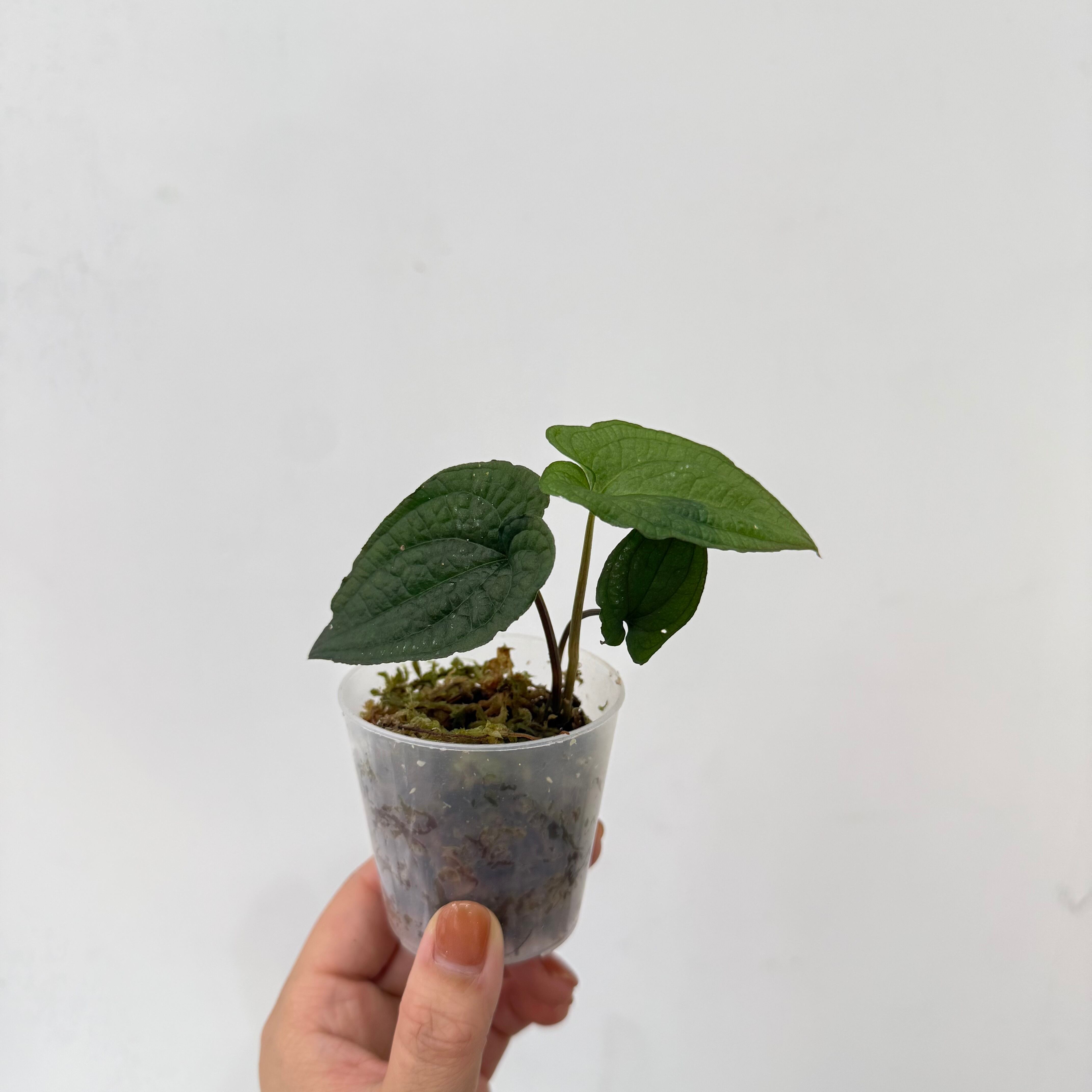 Anthurium dressleri アンスリウム ドレスレリ Anthurium (RG