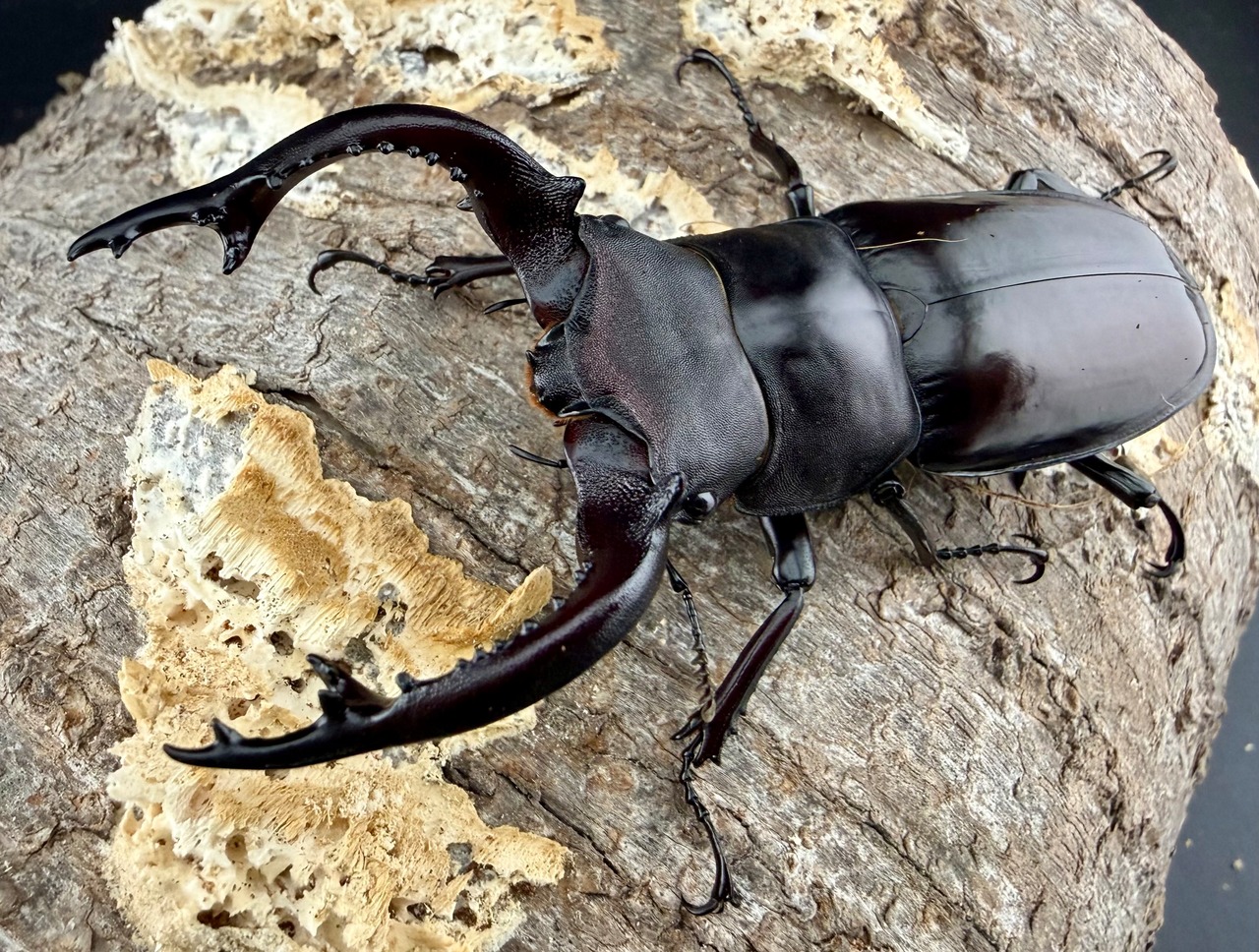 《フォルスターフタマタ亜種キヨタミ 77.5mm ペア》