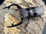 《フォルスターフタマタ亜種キヨタミ 77.5mm ペア》