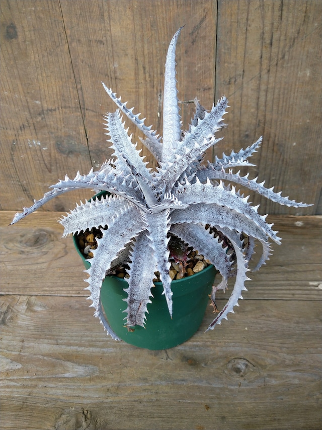 ディッキア・ブラックアイス dyckia  black ice