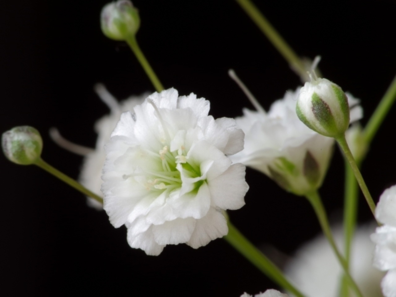 花笑み　純米 初しぼり　無濾過生　720ml