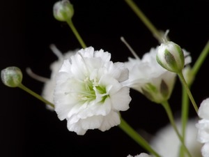 花笑み　純米 初しぼり　無濾過生　720ml