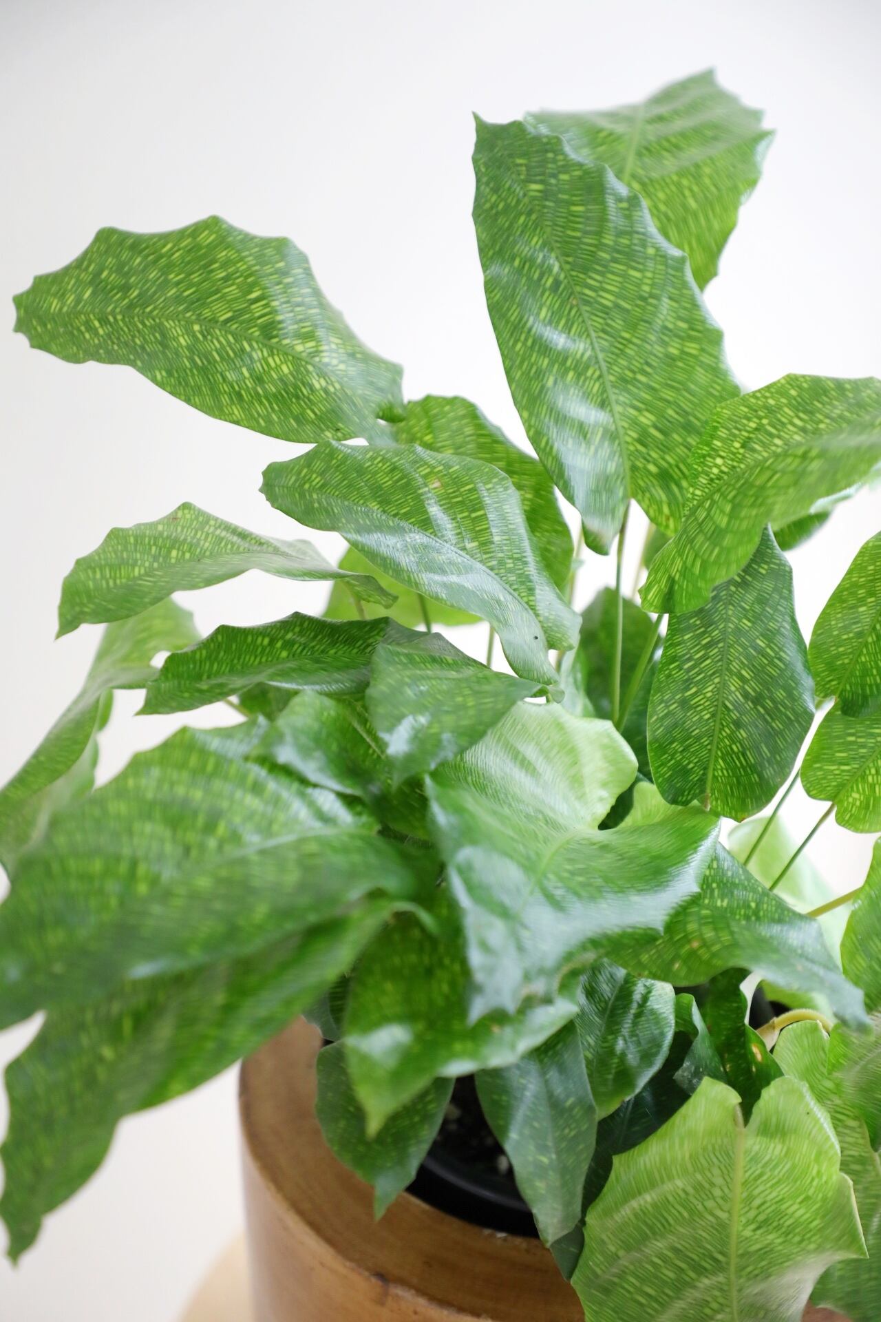 M】カラテア ムサイカ/Calathea | 【厳選植物・器】MIDORI DOUMEI 翠堂