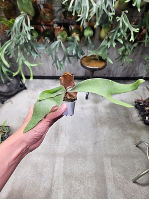 P.willinckii OMG × Ginka Spore【artPLANTs/PLANTS GARAG】ビカクシダ#Platycerium