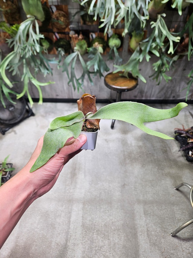 P.willinckii OMG × Ginka Spore【artPLANTs/PLANTS GARAG】ビカクシダ#Platycerium
