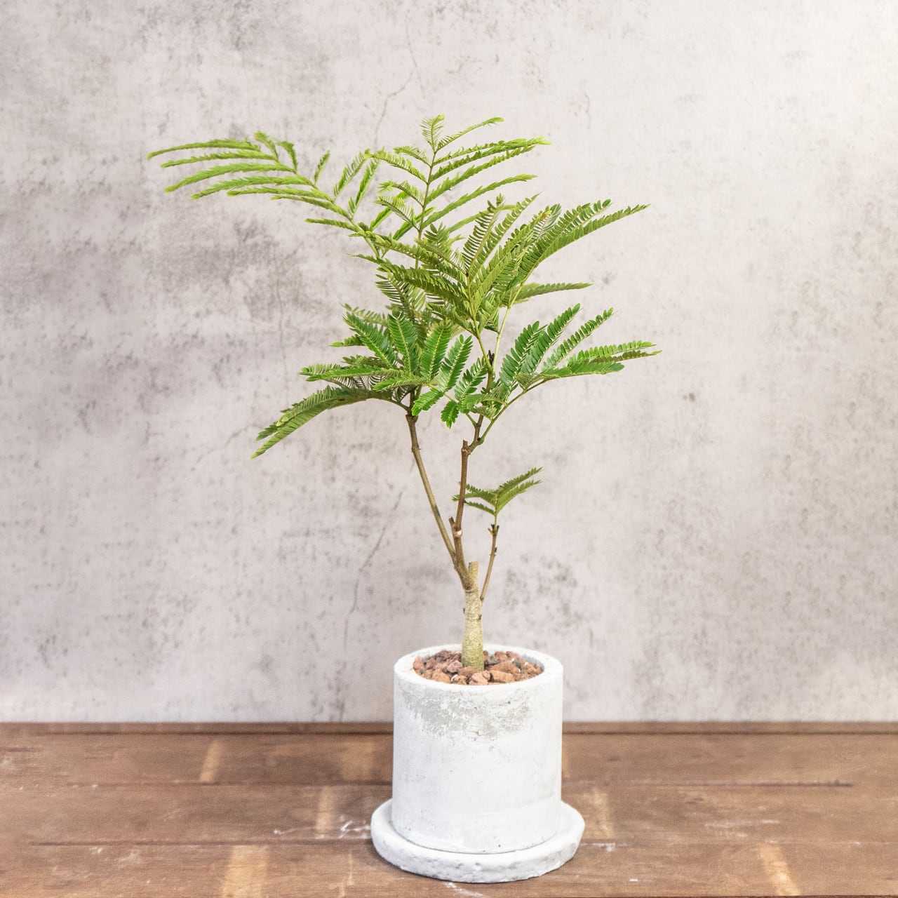 エバーフレッシュ|軽やかな葉が空間に心地よさを添える ナチュラルインテリア【モルタル製自作鉢】