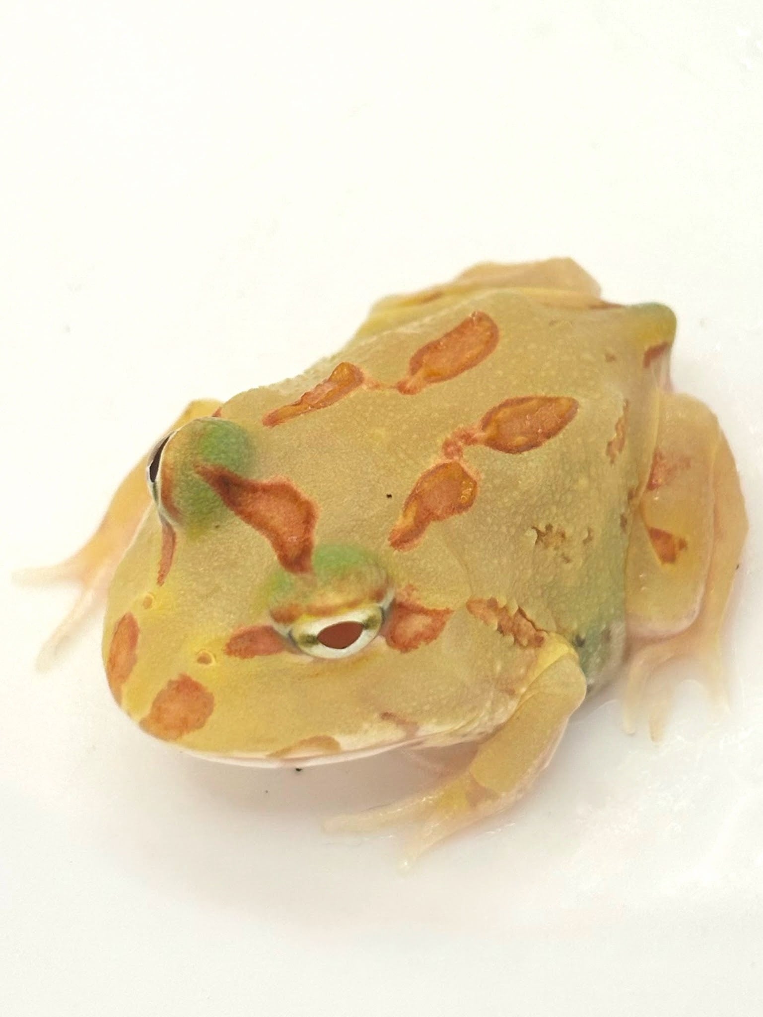 ミヤコヒキガエル オレンジマーブル | まるころ商店〜まるくてころころ