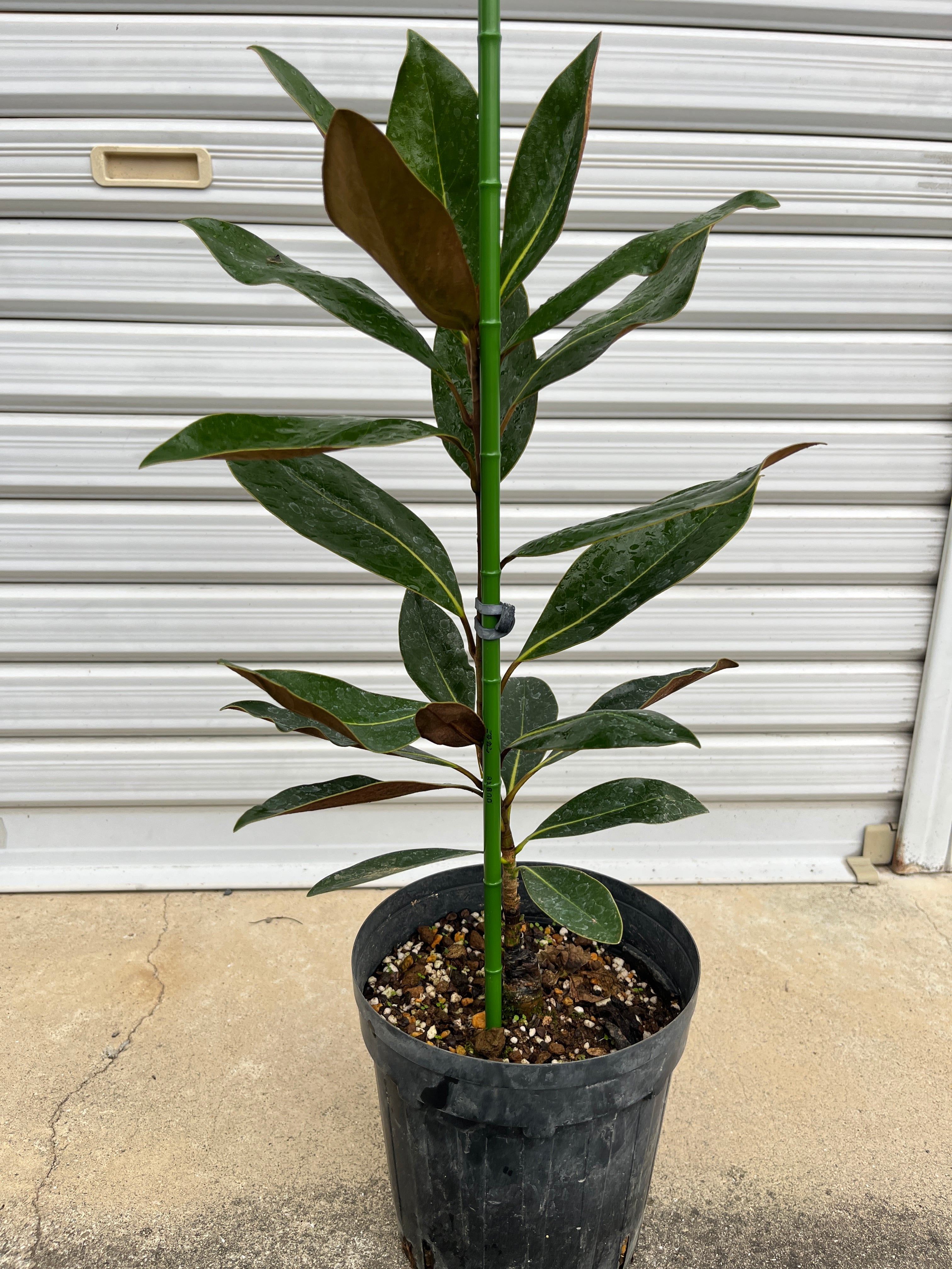 タイサンボク'リトルジェム' | 樹木好き！ I Love Trees