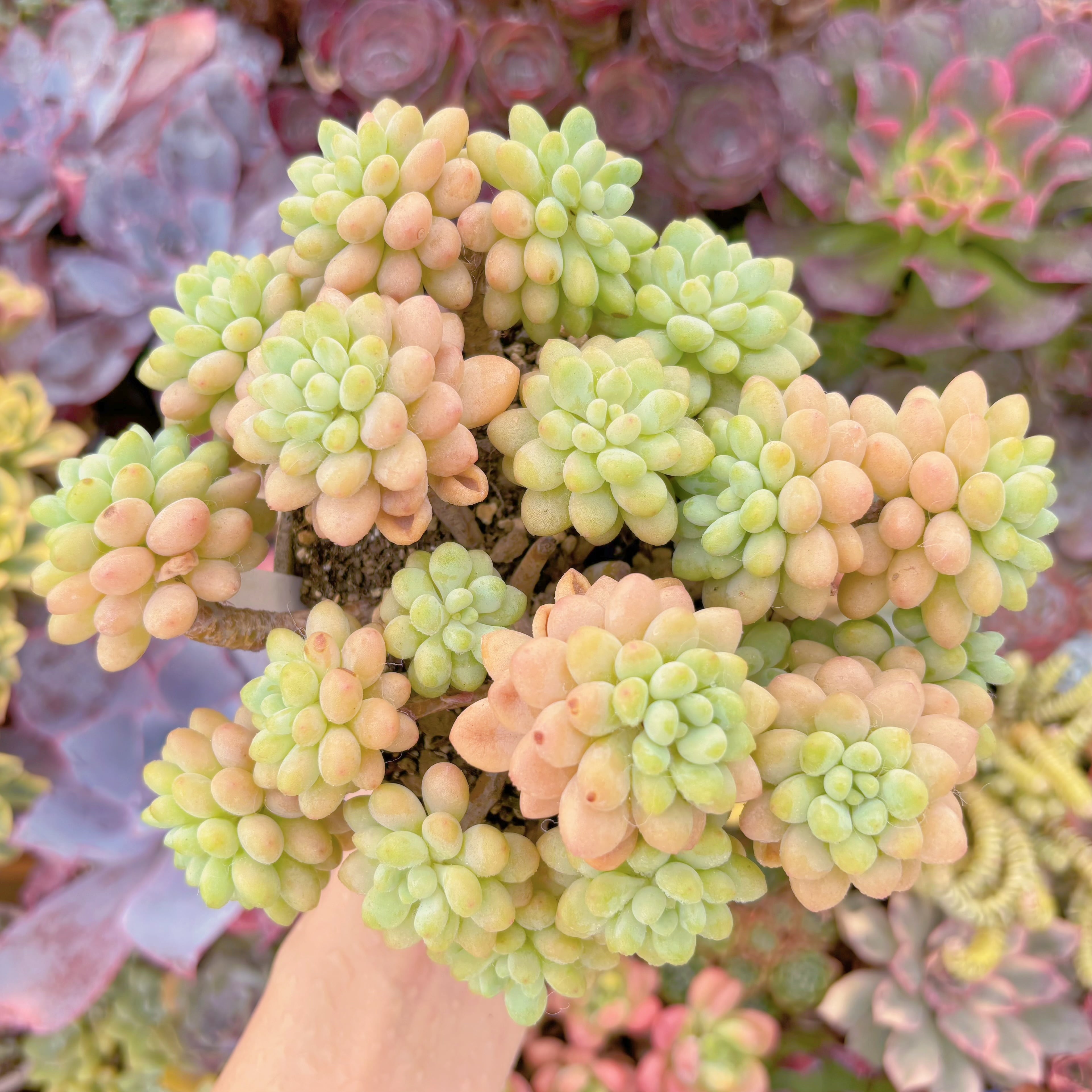 現品　丸葉ストロベリーミルク群生#F005　るる農園