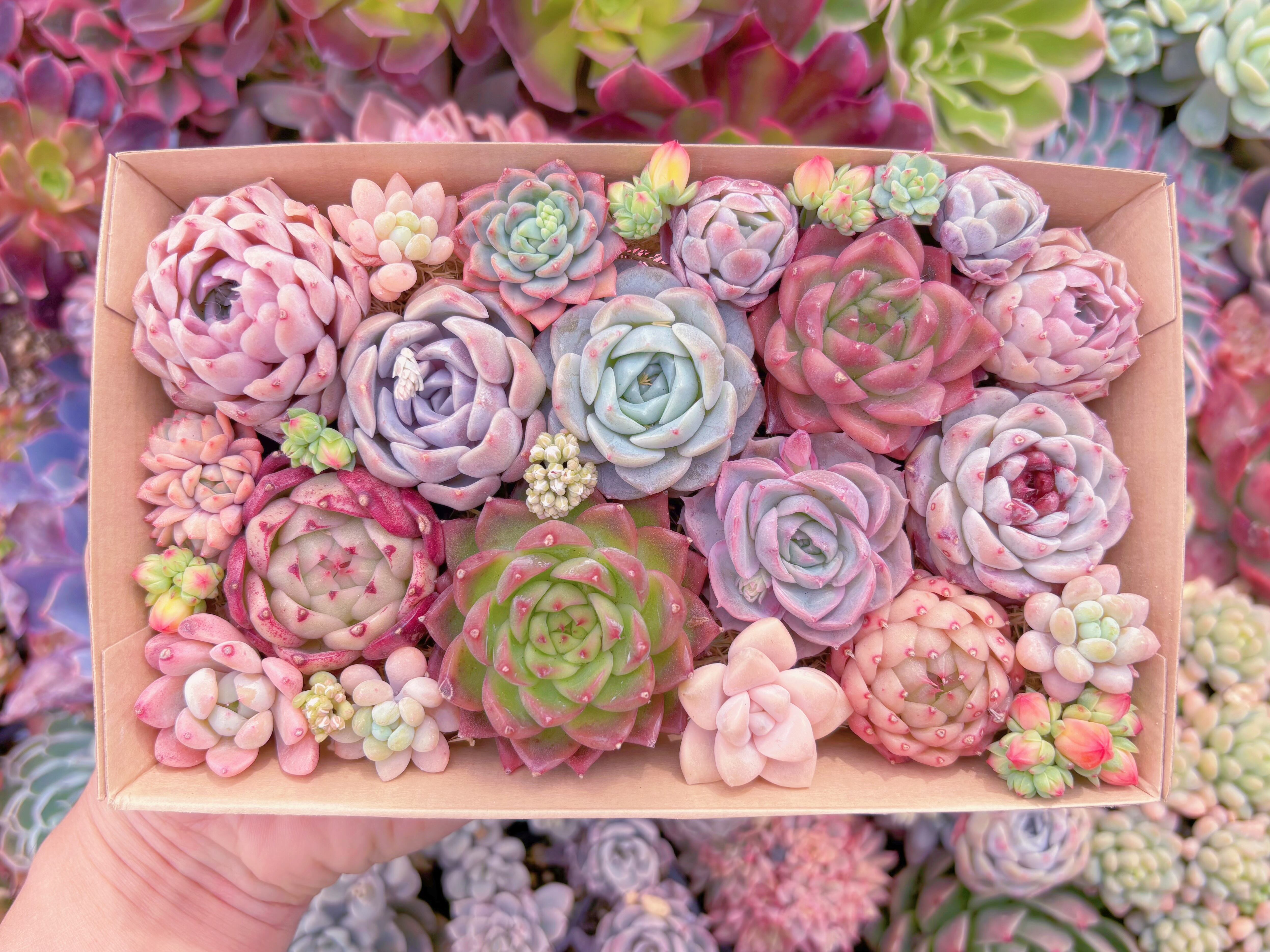 現品　寄せ植えセット#1149　12cmx20cm　るる農園