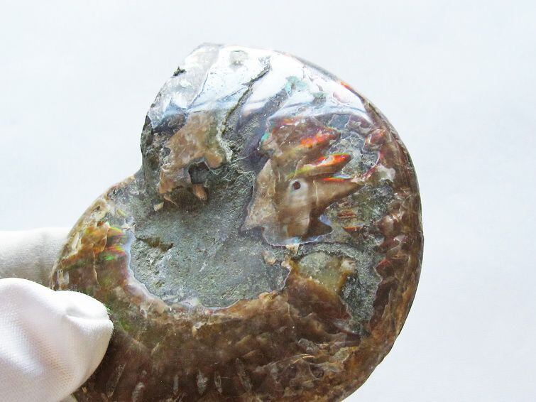 アンモナイト化石 原石 虹入り 一点物 171-4748 | 天然石