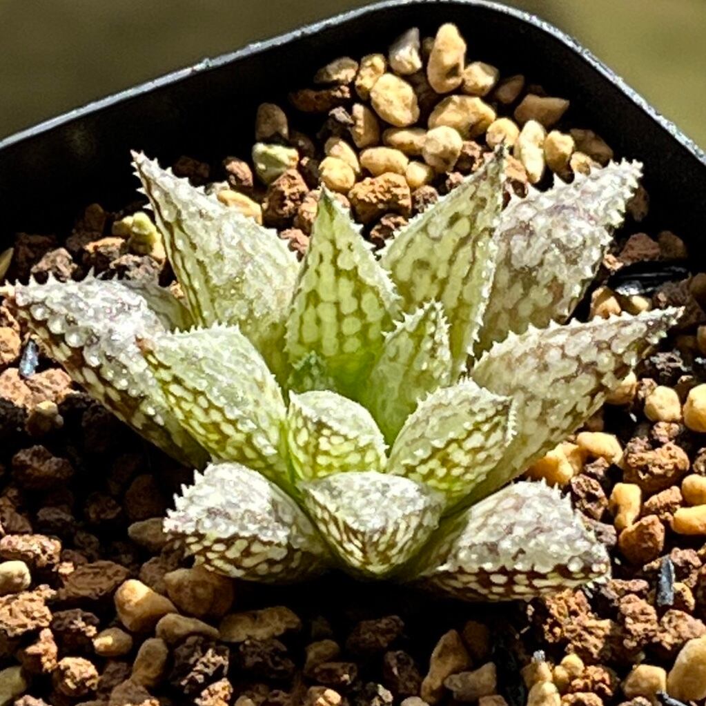 その他 | mocono_plants